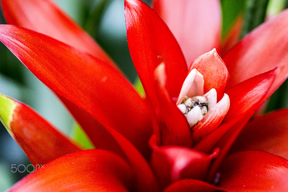 Canon EF-S 60mm F2.8 Macro USM sample photo. Red exotic flower in marie selby botanical gardens photography