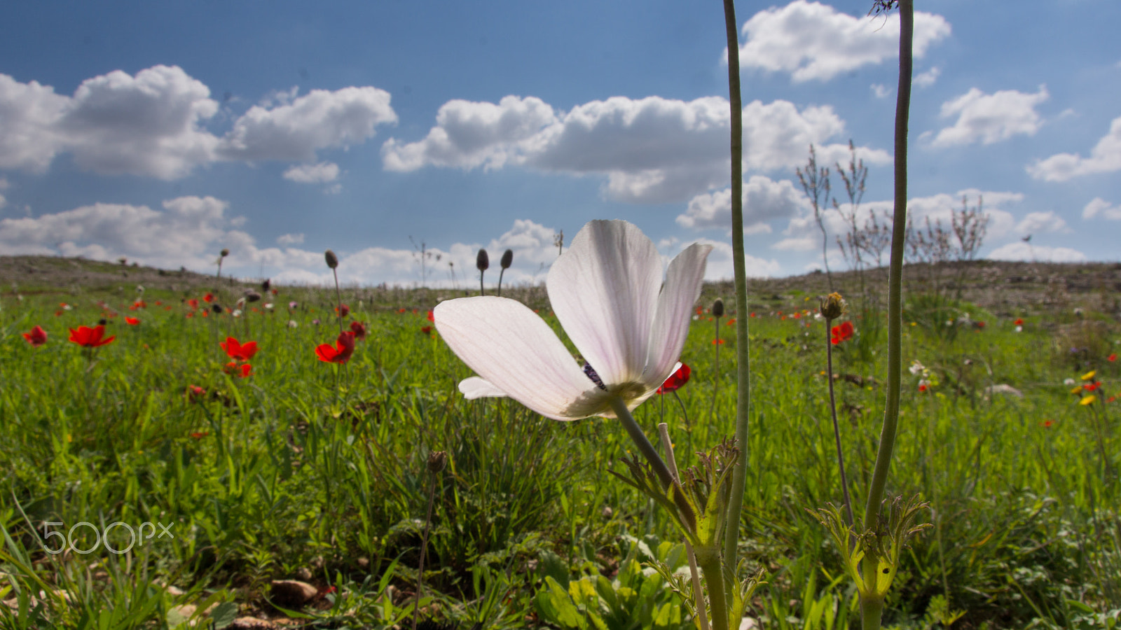 Sony SLT-A65 (SLT-A65V) + Tamron AF 28-105mm F4-5.6 [IF] sample photo. Springtime in israel photography