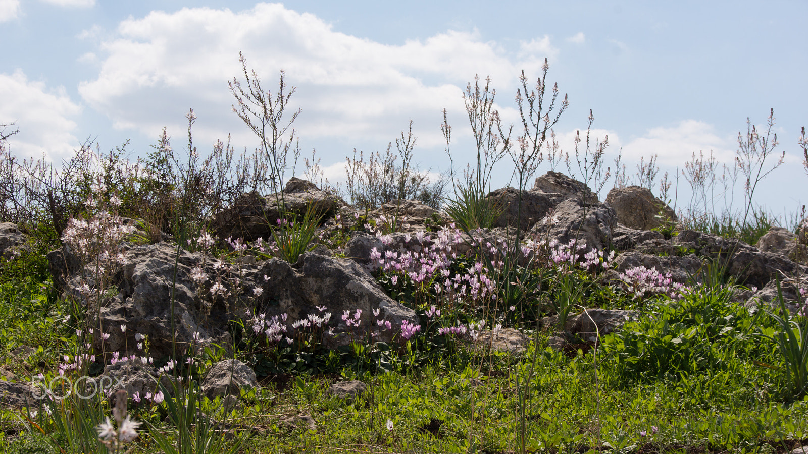 Sony SLT-A65 (SLT-A65V) + Tamron AF 28-105mm F4-5.6 [IF] sample photo. Springtime in israel photography