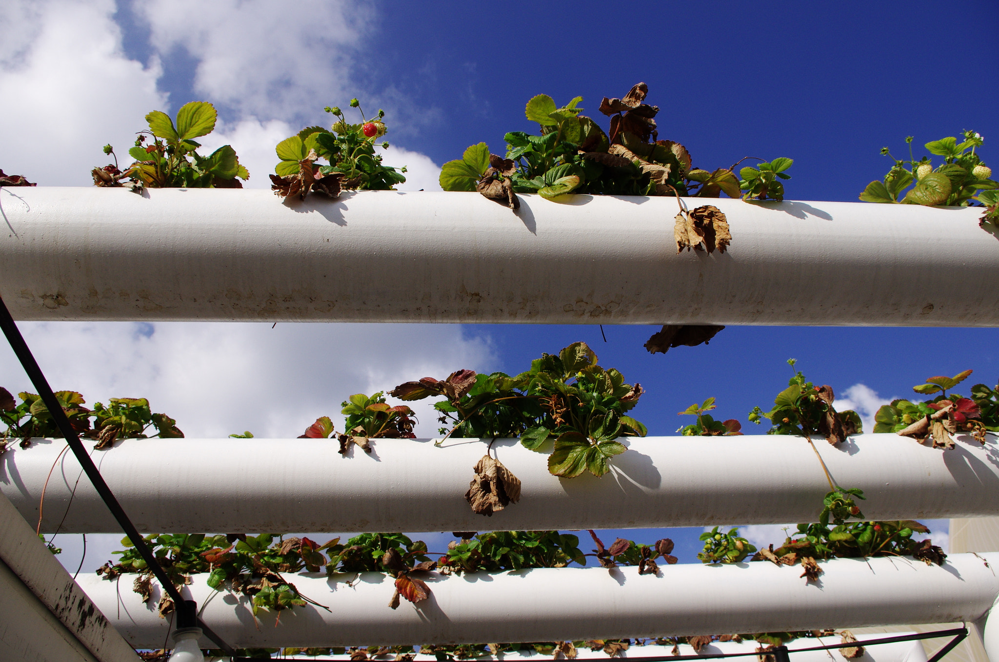 Pentax smc DA 18-55mm F3.5-5.6 AL WR sample photo. Strawberries and clouds_1 photography