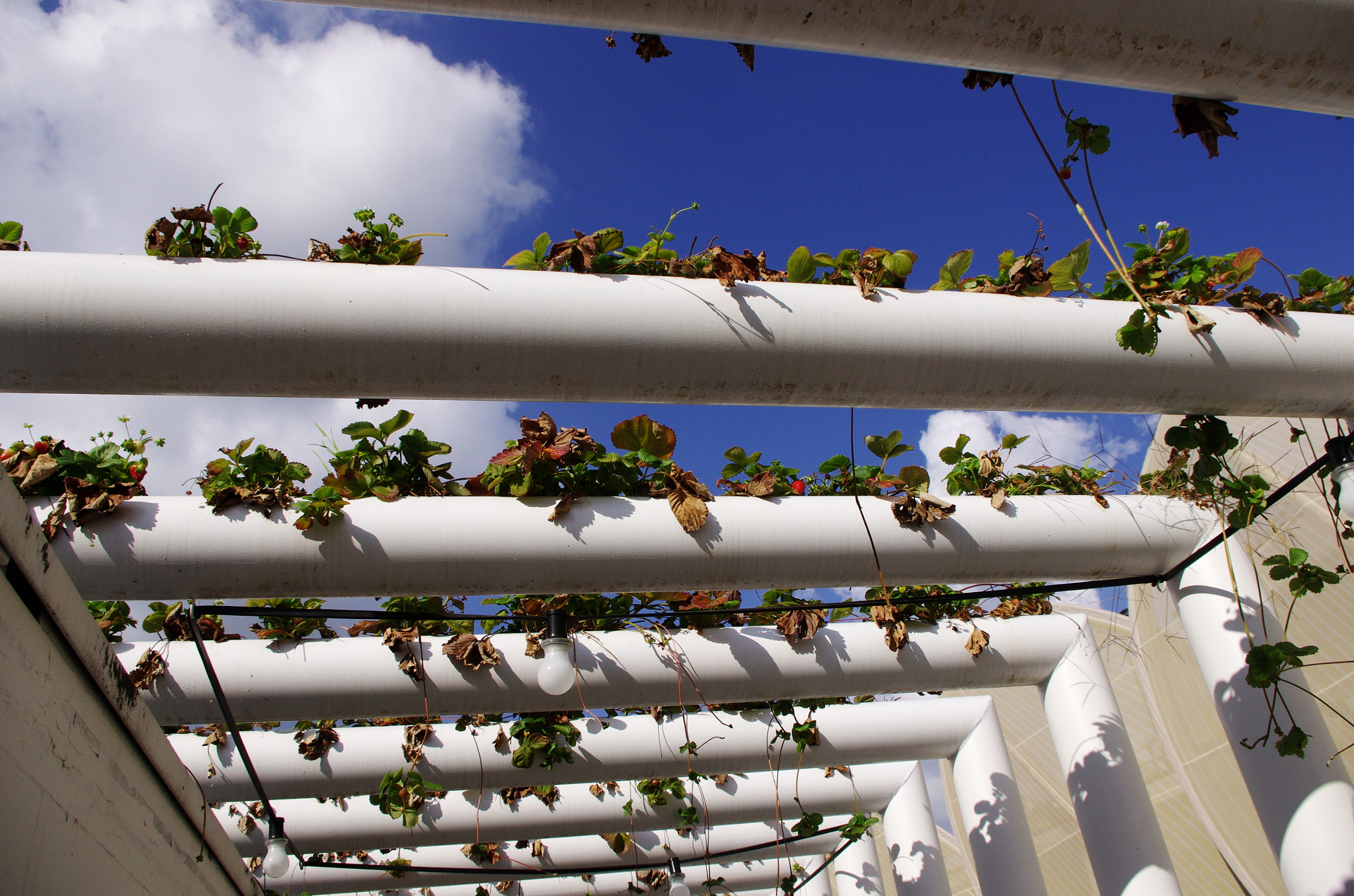 Pentax smc DA 18-55mm F3.5-5.6 AL WR sample photo. Strawberries and clouds_2 photography