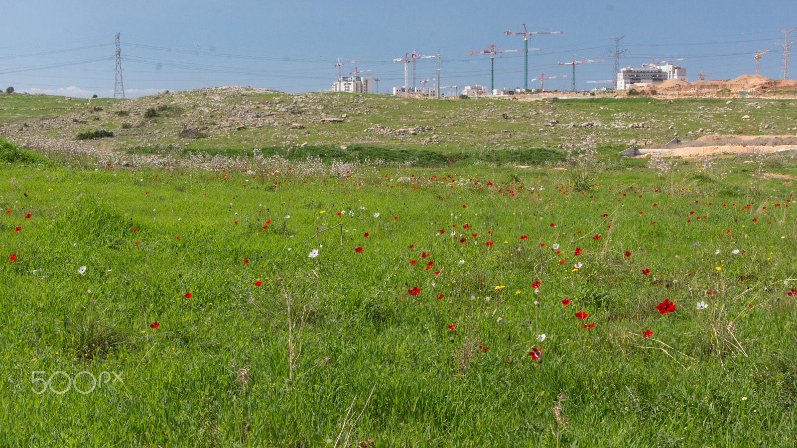 Sony SLT-A65 (SLT-A65V) + Tamron AF 28-105mm F4-5.6 [IF] sample photo. Springtime in israel photography