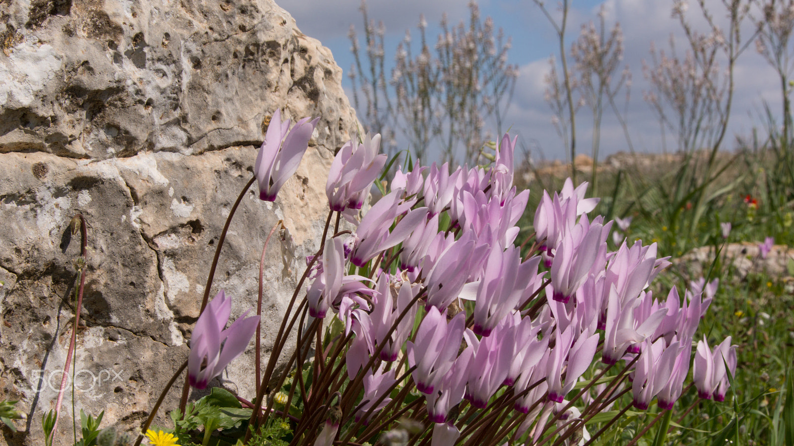 Sony SLT-A65 (SLT-A65V) + Tamron AF 28-105mm F4-5.6 [IF] sample photo. Springtime in israel photography