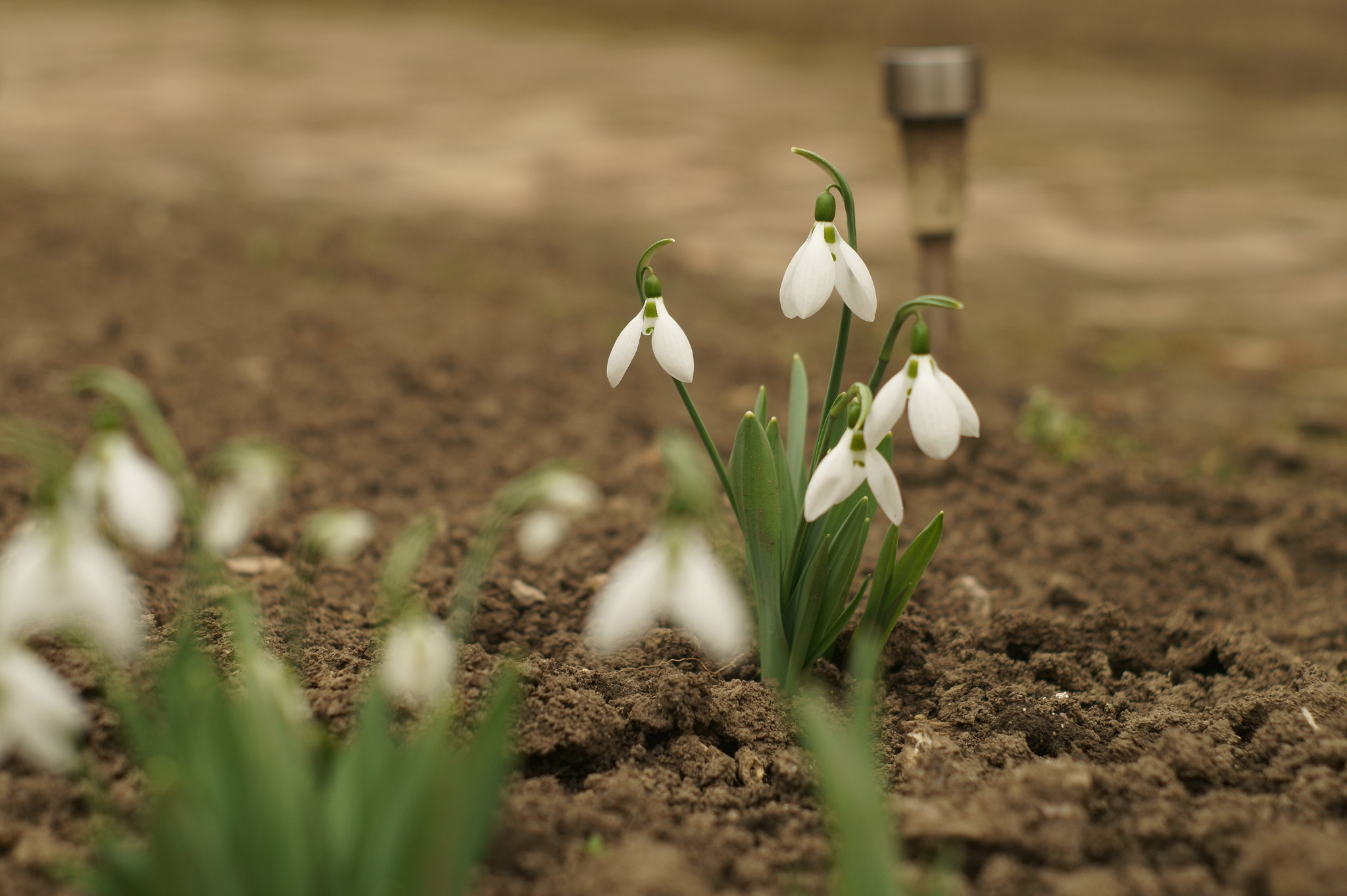 Sony SLT-A58 + Minolta AF 50mm F1.7 sample photo. Snowdrop photography
