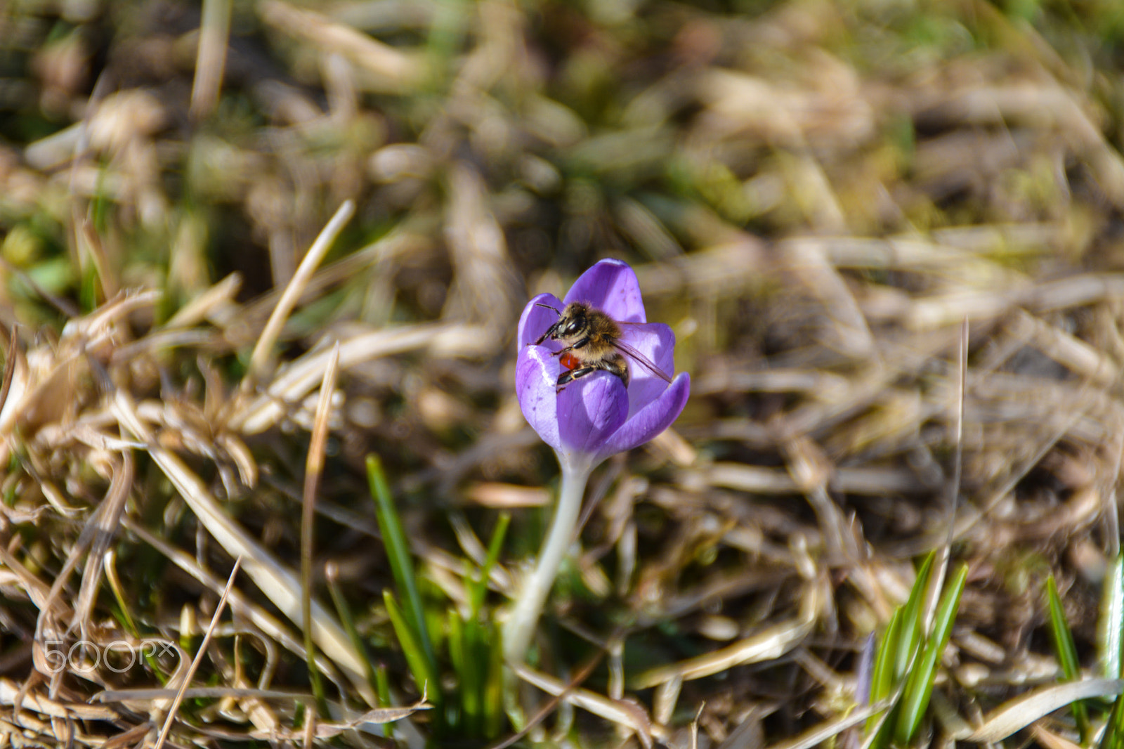 Nikon D5200 + Tamron AF 18-200mm F3.5-6.3 XR Di II LD Aspherical (IF) Macro sample photo. Carpathian saffron on the meadow with bee photography