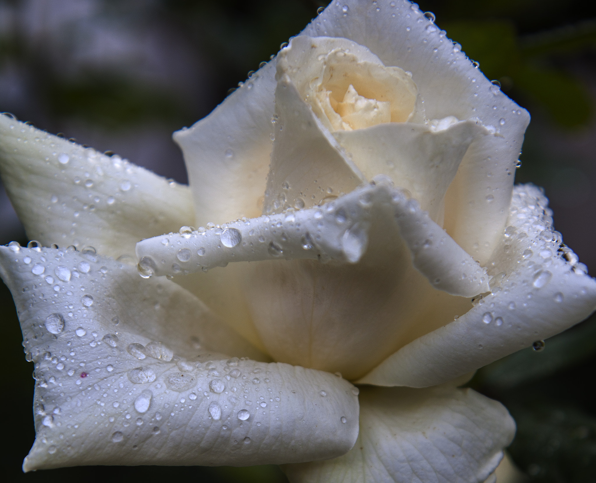 Canon EF-S 17-55mm F2.8 IS USM sample photo. Rosa photography
