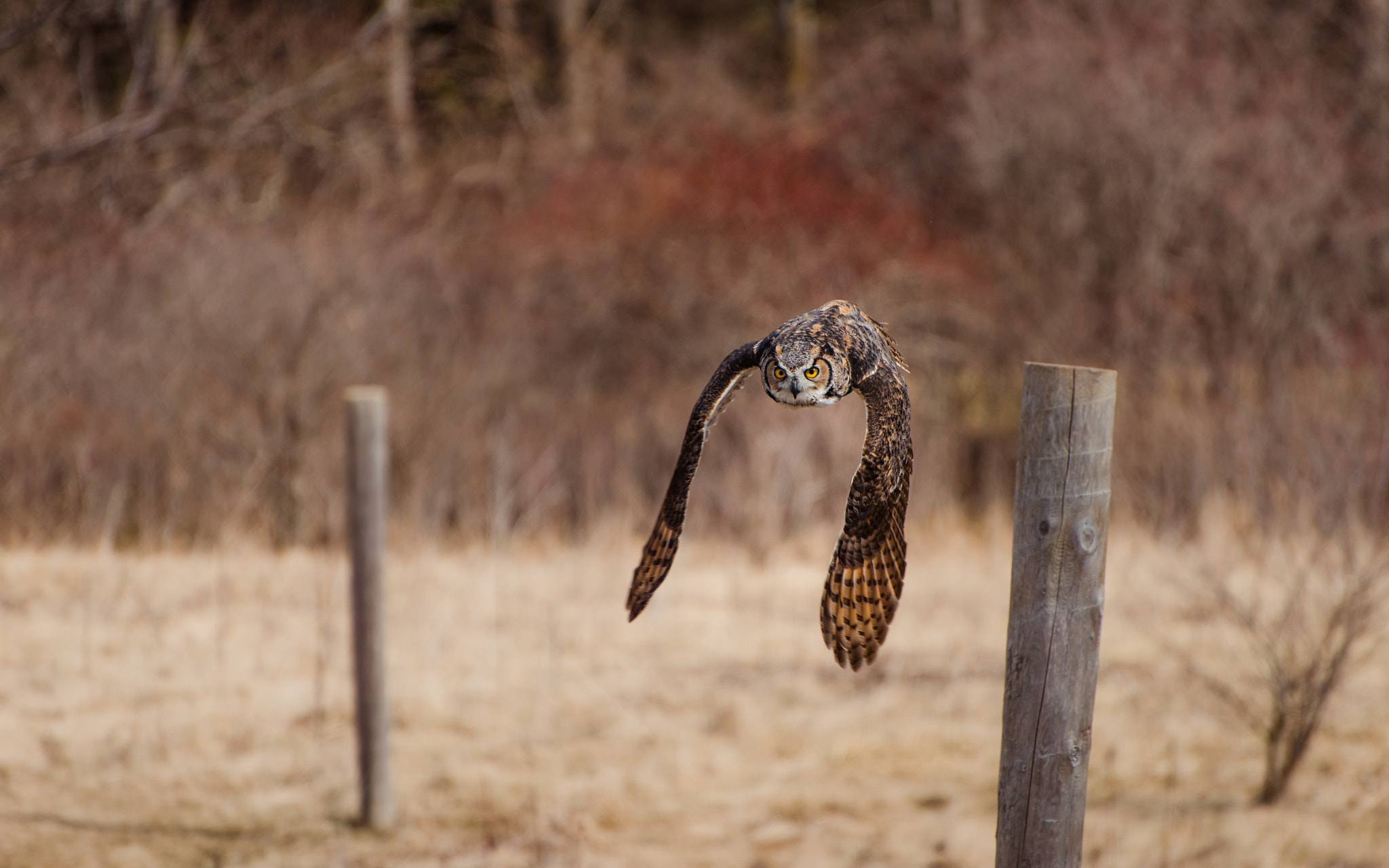 Nikon D810 sample photo. Great horned owl photography