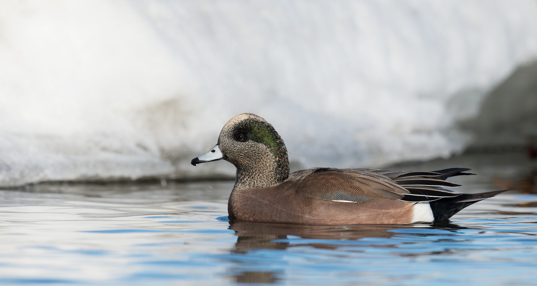 Nikon AF-S Nikkor 800mm F5.6E FL ED VR sample photo. Canard d'amerique, anas americana, american wigeon photography