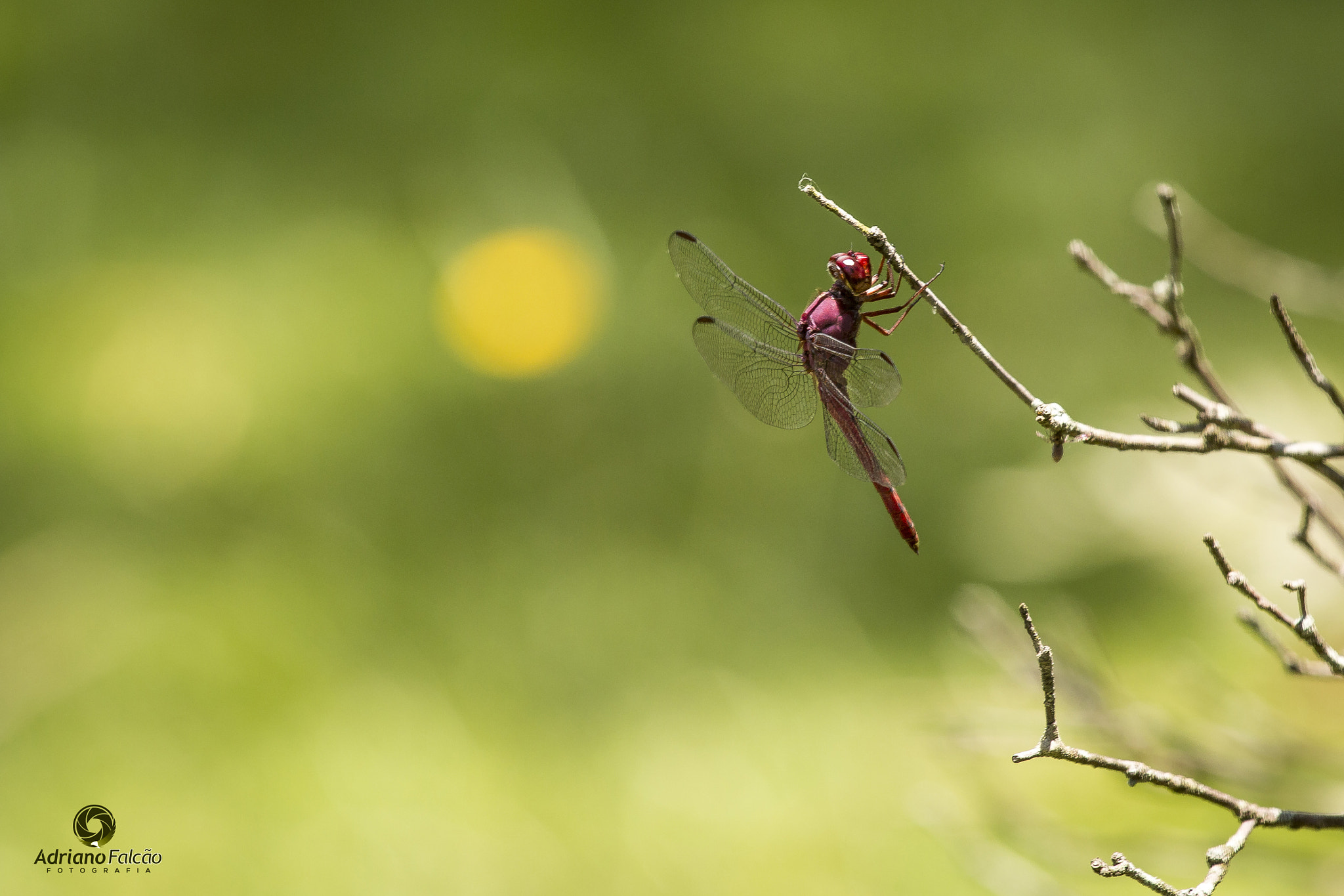 Canon EOS 70D + Canon EF 70-200mm F4L IS USM sample photo