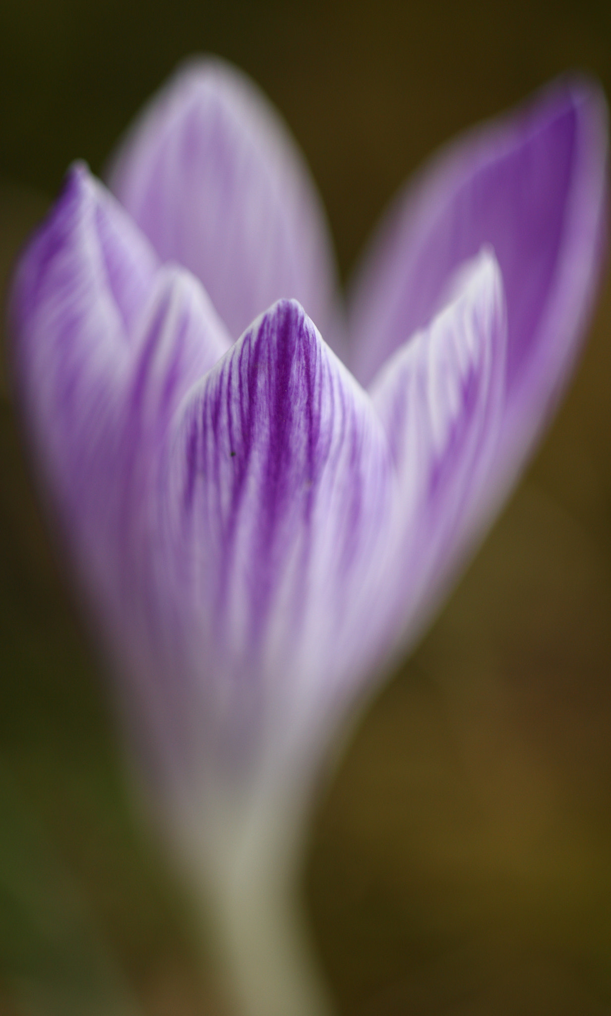 Sigma APO Macro 150mm f/2.8 EX DG HSM sample photo. Krokus 1 photography