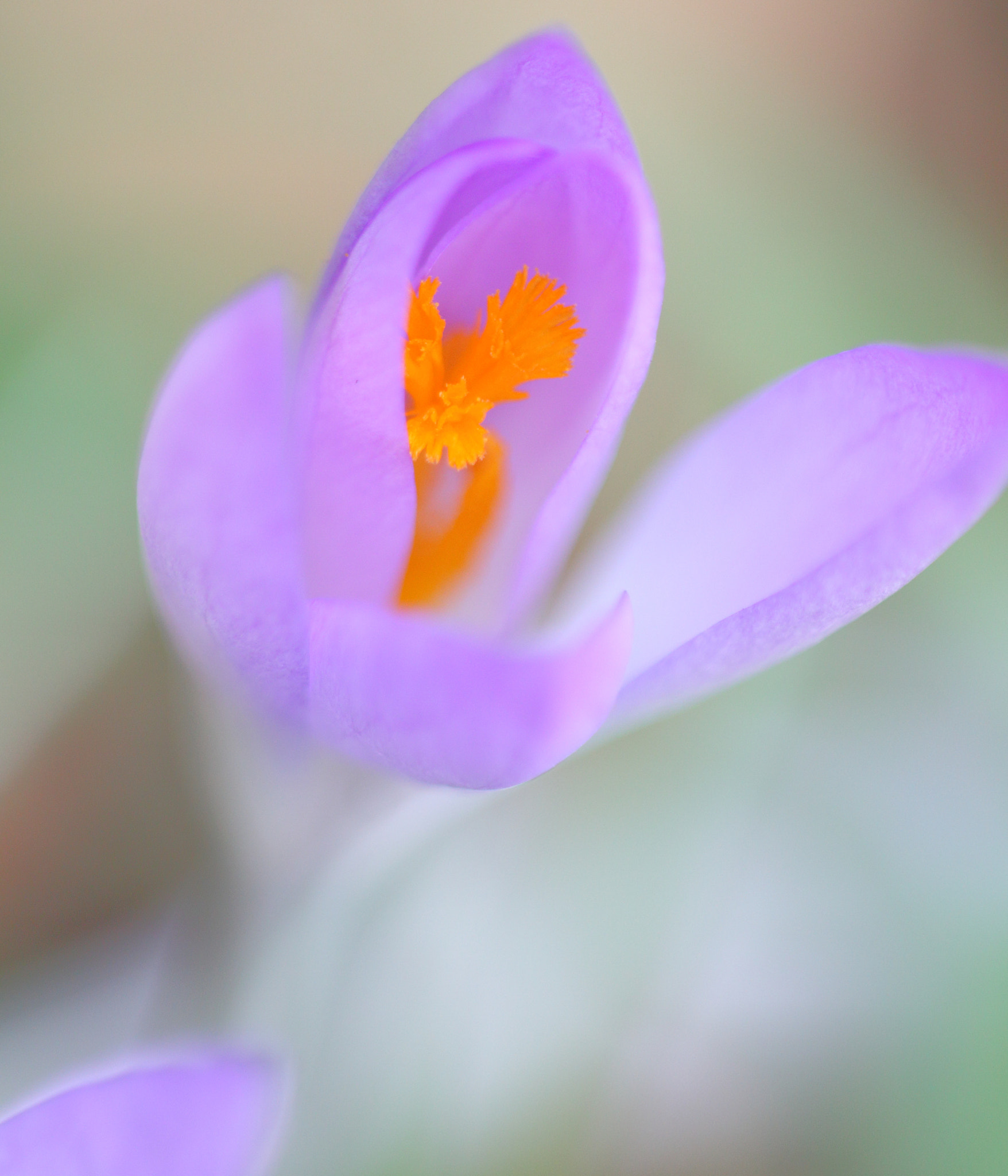 Sigma APO Macro 150mm f/2.8 EX DG HSM sample photo. Krokus 2 photography