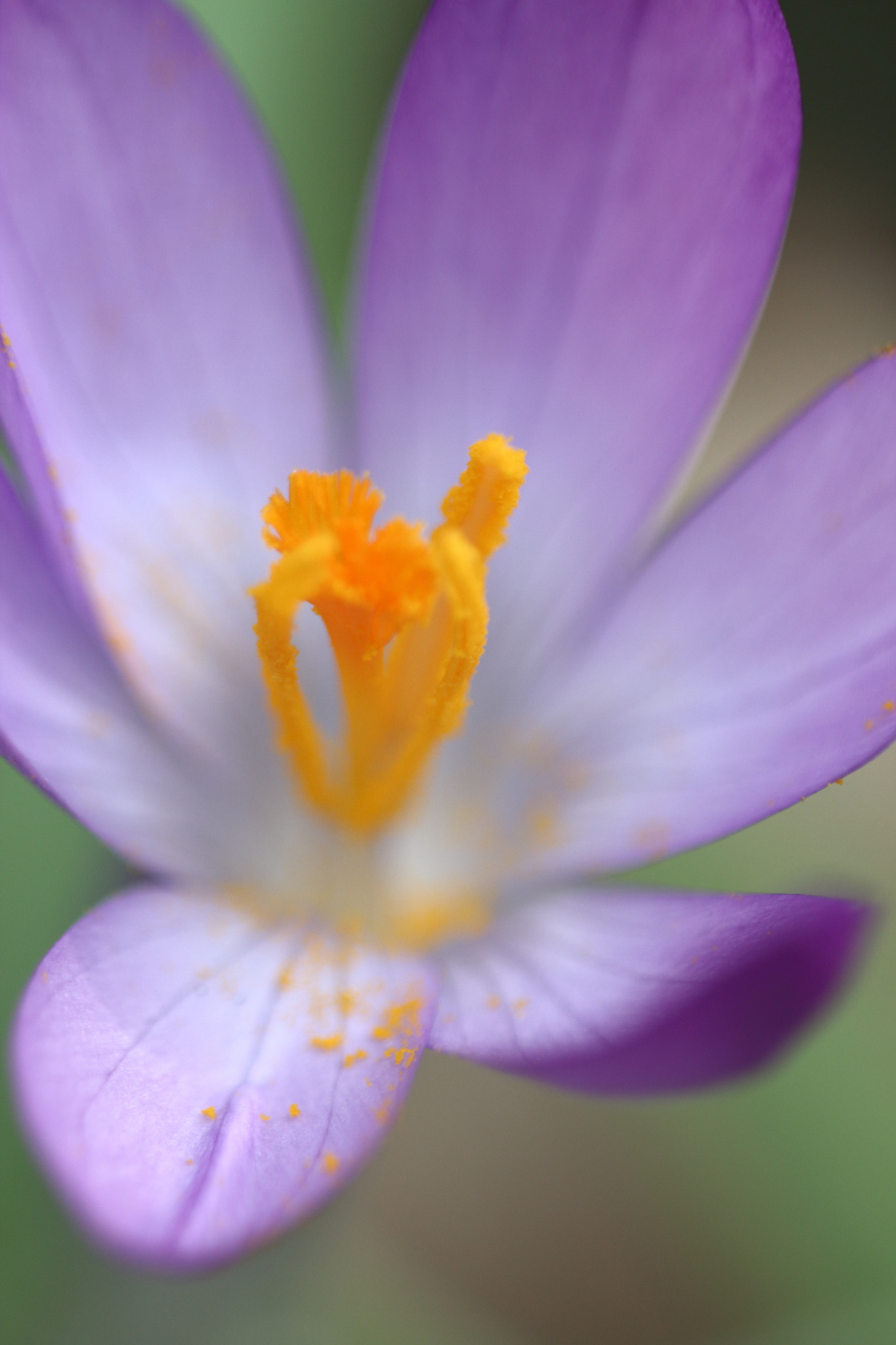 Sigma APO Macro 150mm f/2.8 EX DG HSM sample photo. Krokus 3 photography