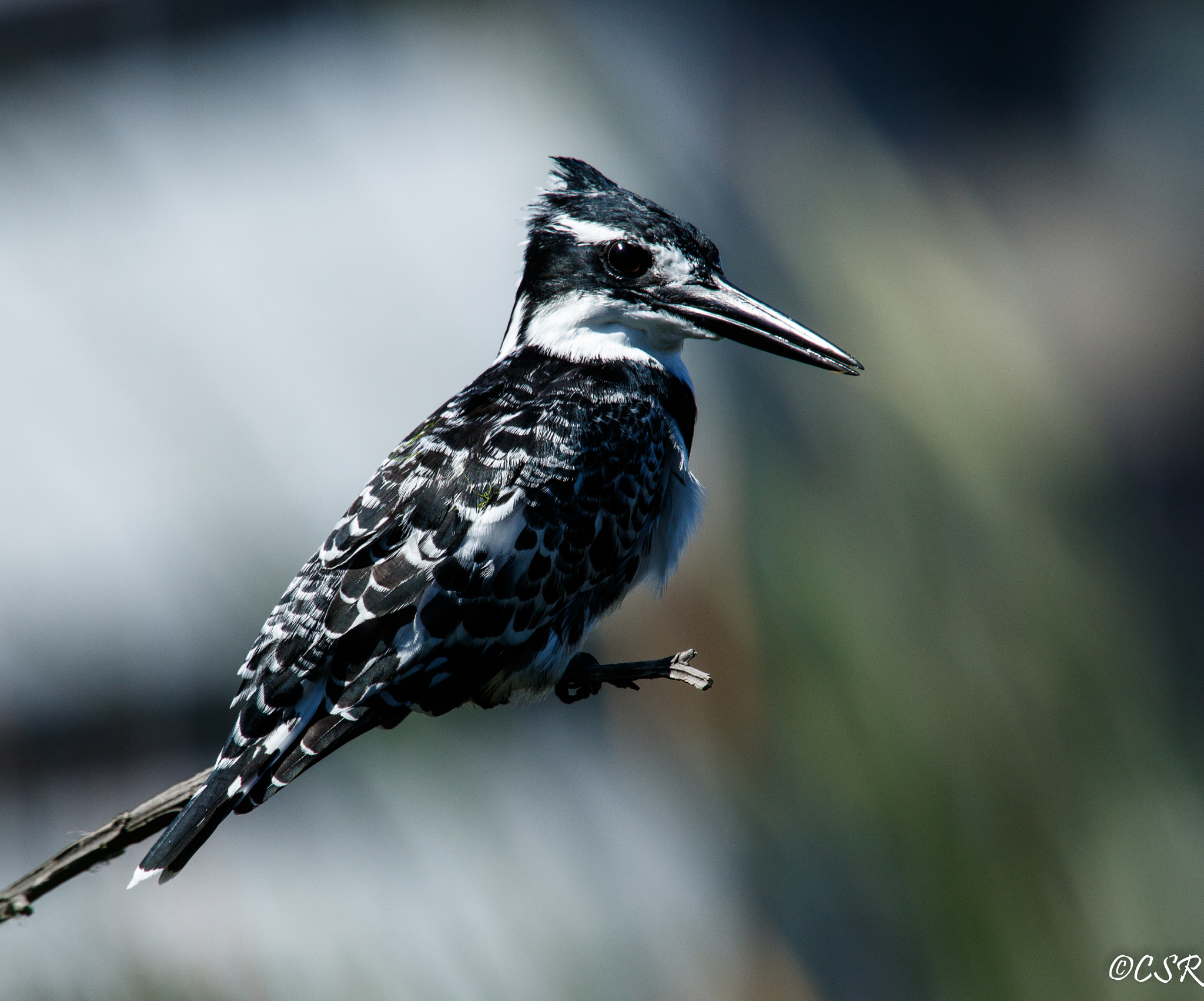 Canon EF 100-400mm F4.5-5.6L IS USM sample photo. Pied kingfisher photography
