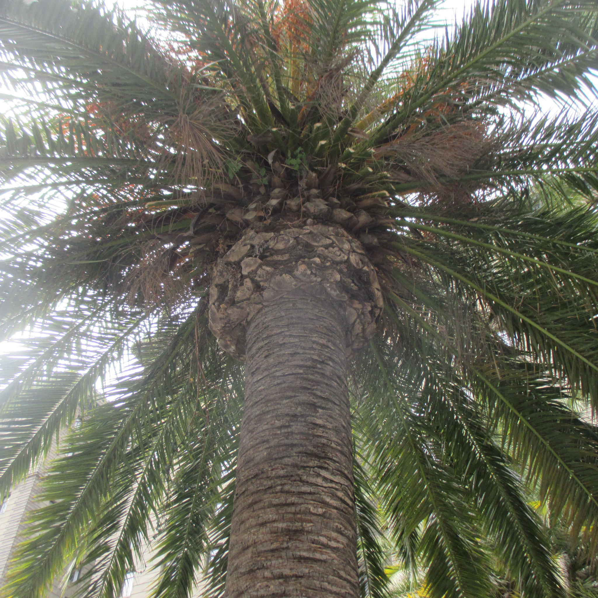 Canon PowerShot ELPH 130 IS (IXUS 140 / IXY 110F) sample photo. Palm tree photography