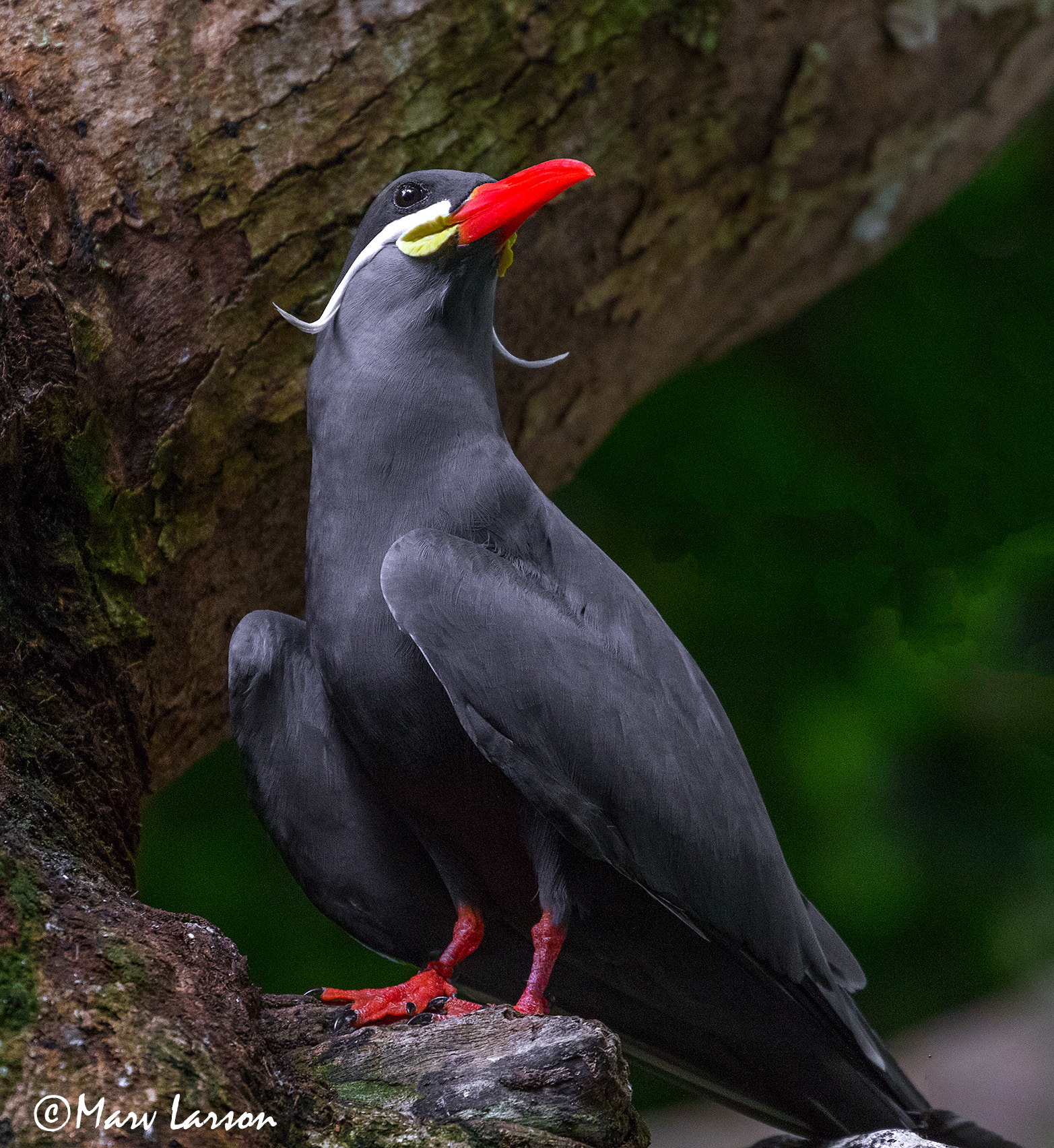 Canon EF 70-300mm F4-5.6L IS USM sample photo