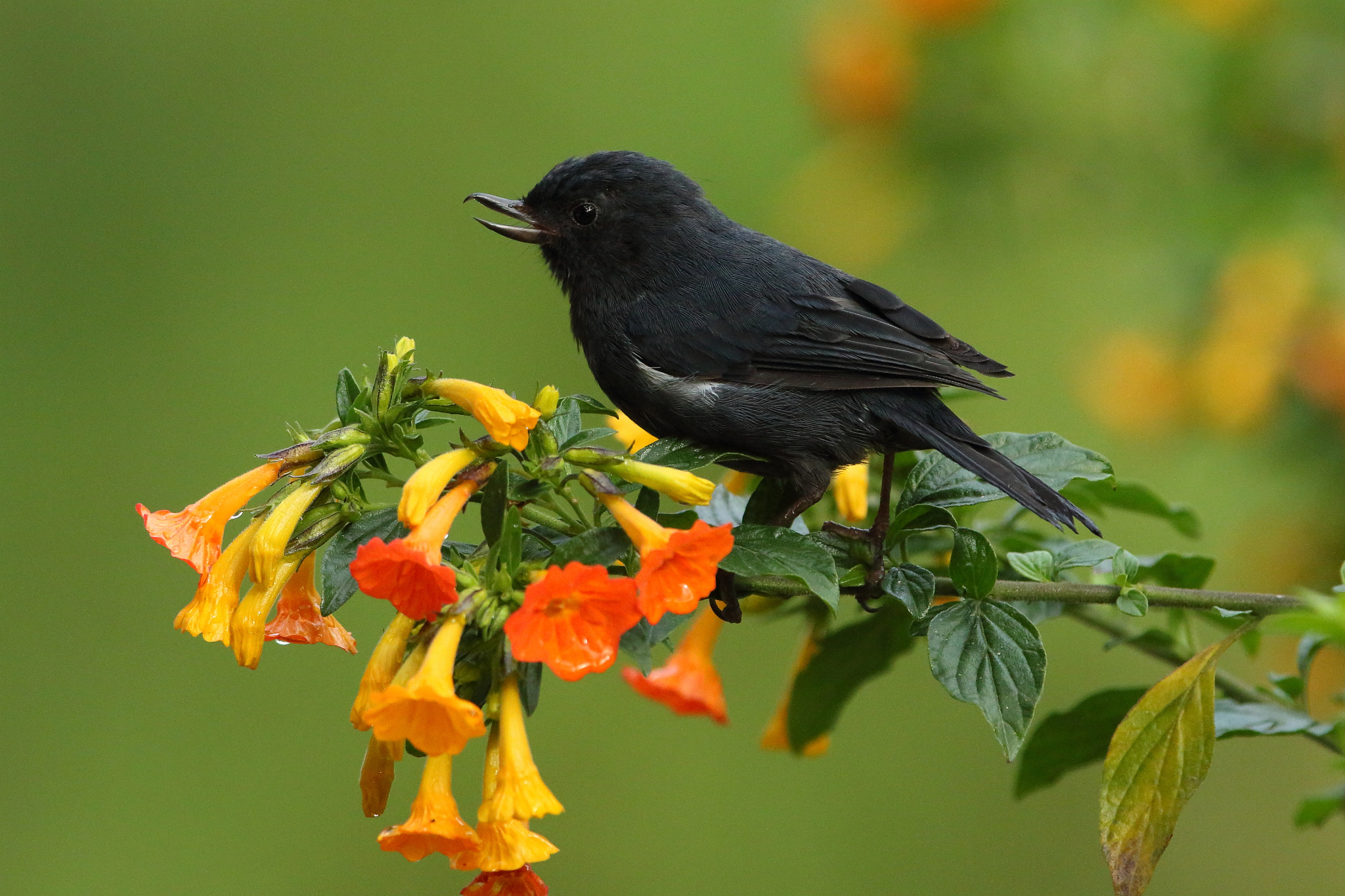 Canon EF 300mm F2.8L IS USM sample photo. White-sided flowerpiercer (diglossa albilatera) photography