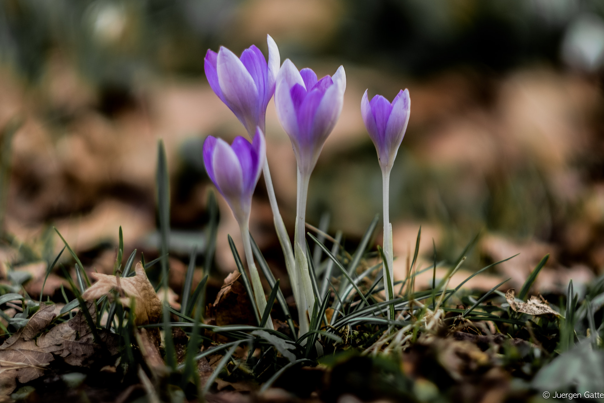 Fujifilm X-T2 + Fujifilm XF 56mm F1.2 R APD sample photo. Dscf photography