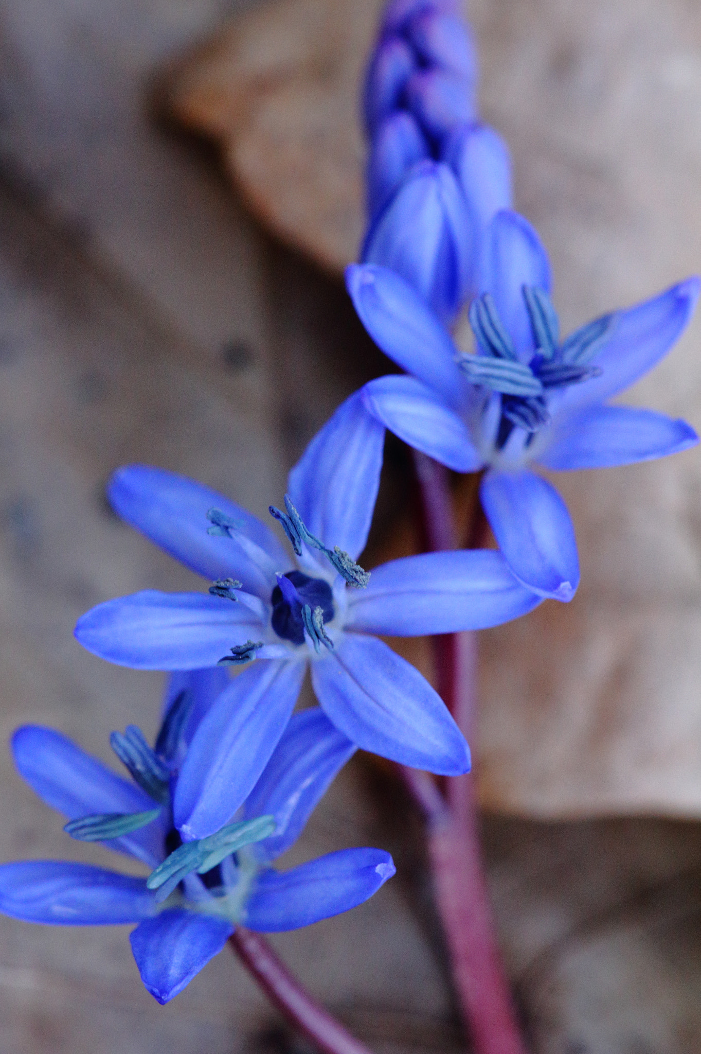 Canon EOS 60D + Sigma APO Macro 150mm f/2.8 EX DG HSM sample photo. Blau photography