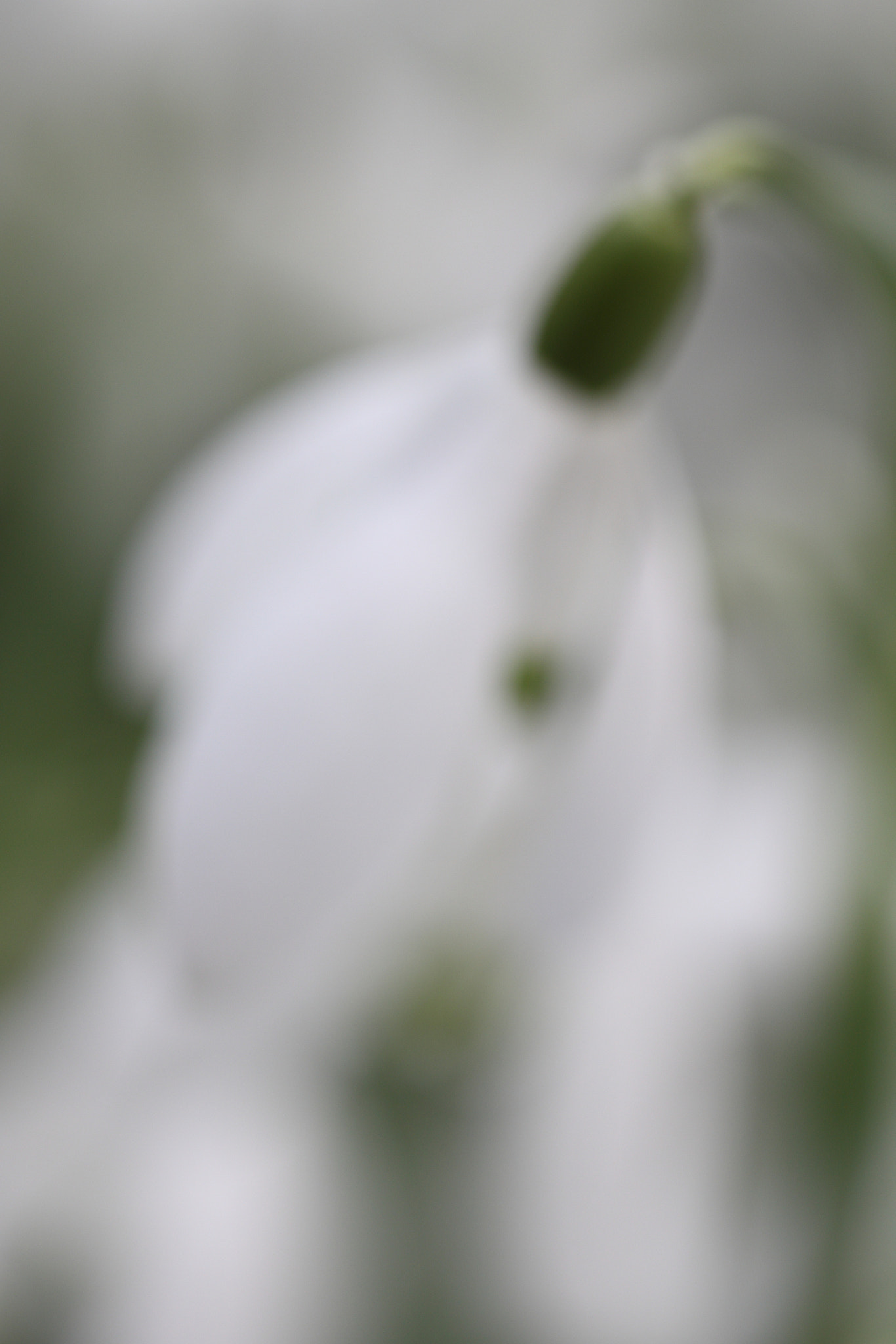 Sigma APO Macro 150mm f/2.8 EX DG HSM sample photo. Schneeglöckchen 2 photography