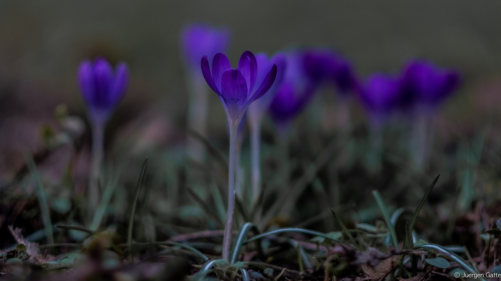 Fujifilm X-T2 + Fujifilm XF 56mm F1.2 R APD sample photo. Krokusse im wald... photography