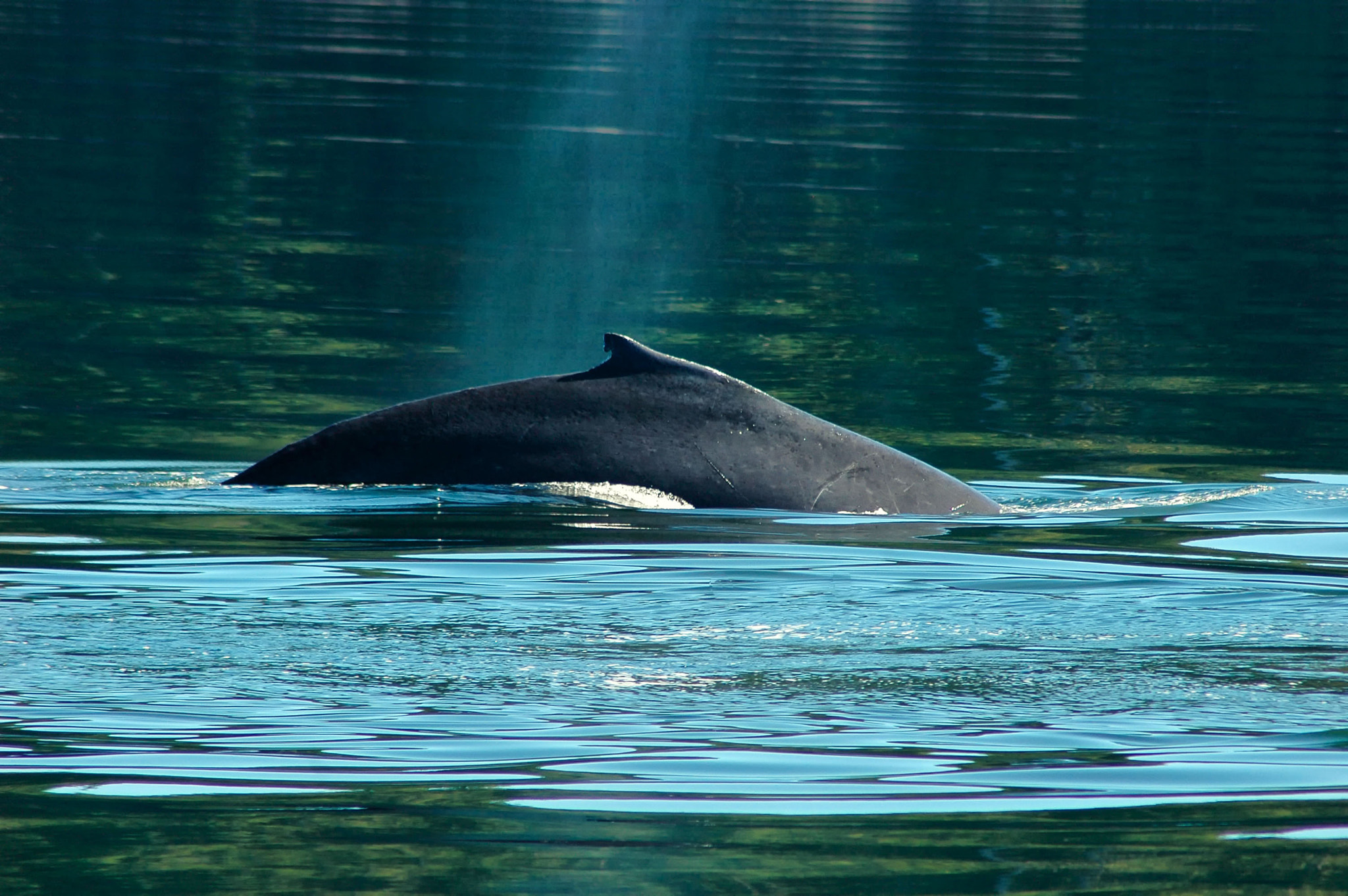 Nikon D70 sample photo. Whale breach photography