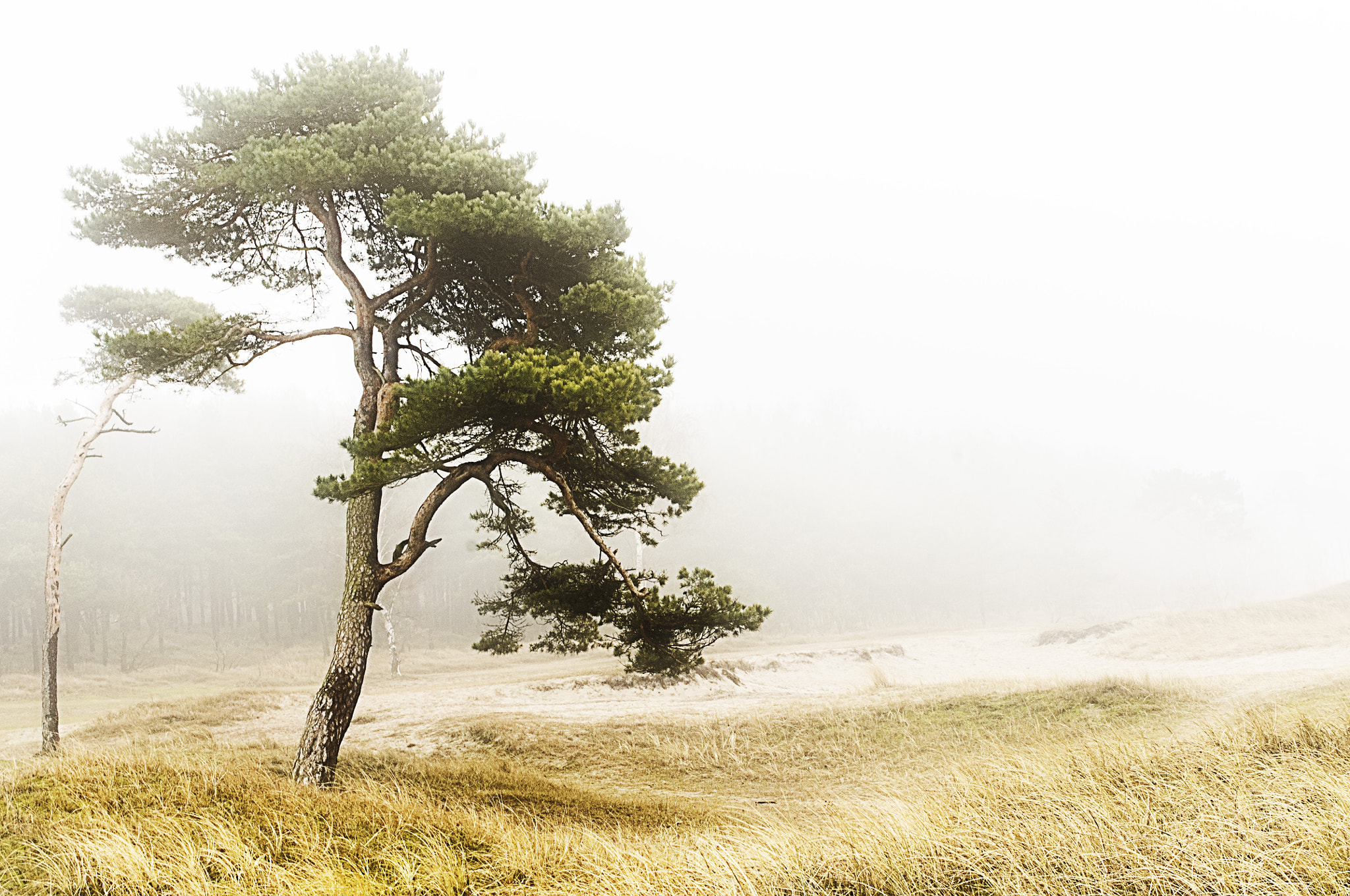 Pentax K-r + Pentax smc DA 35mm F2.4 AL sample photo. Foggy tree photography