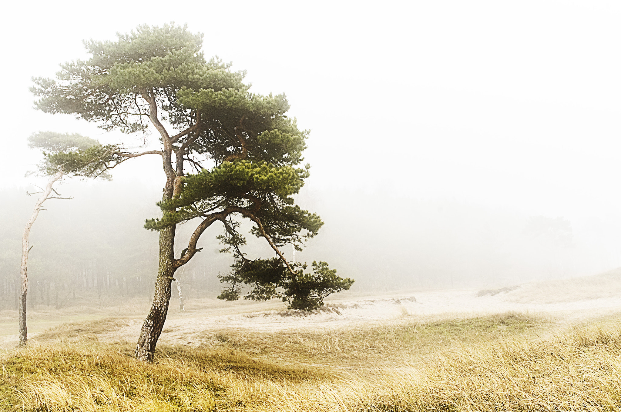 Pentax smc DA 35mm F2.4 AL sample photo. Foggy tree photography