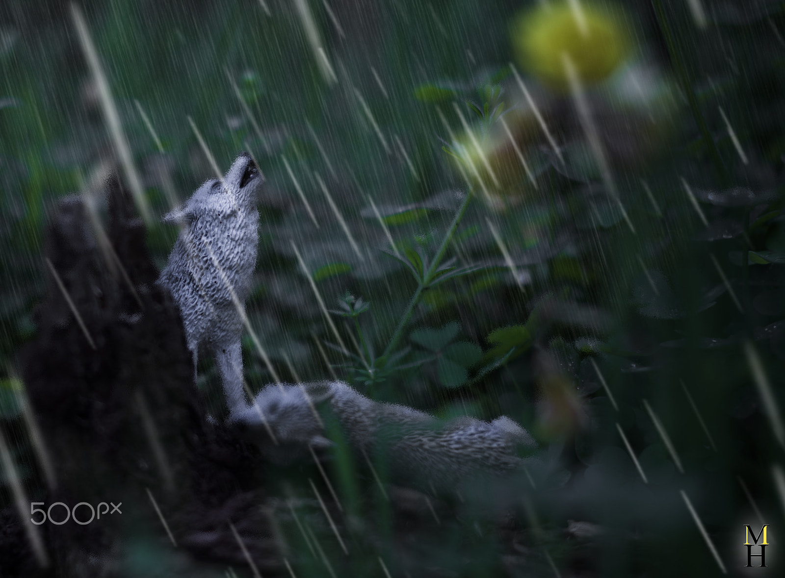 Nikon D7100 + Nikon AF-S Nikkor 50mm F1.4G sample photo. Wolf die under the rain photography