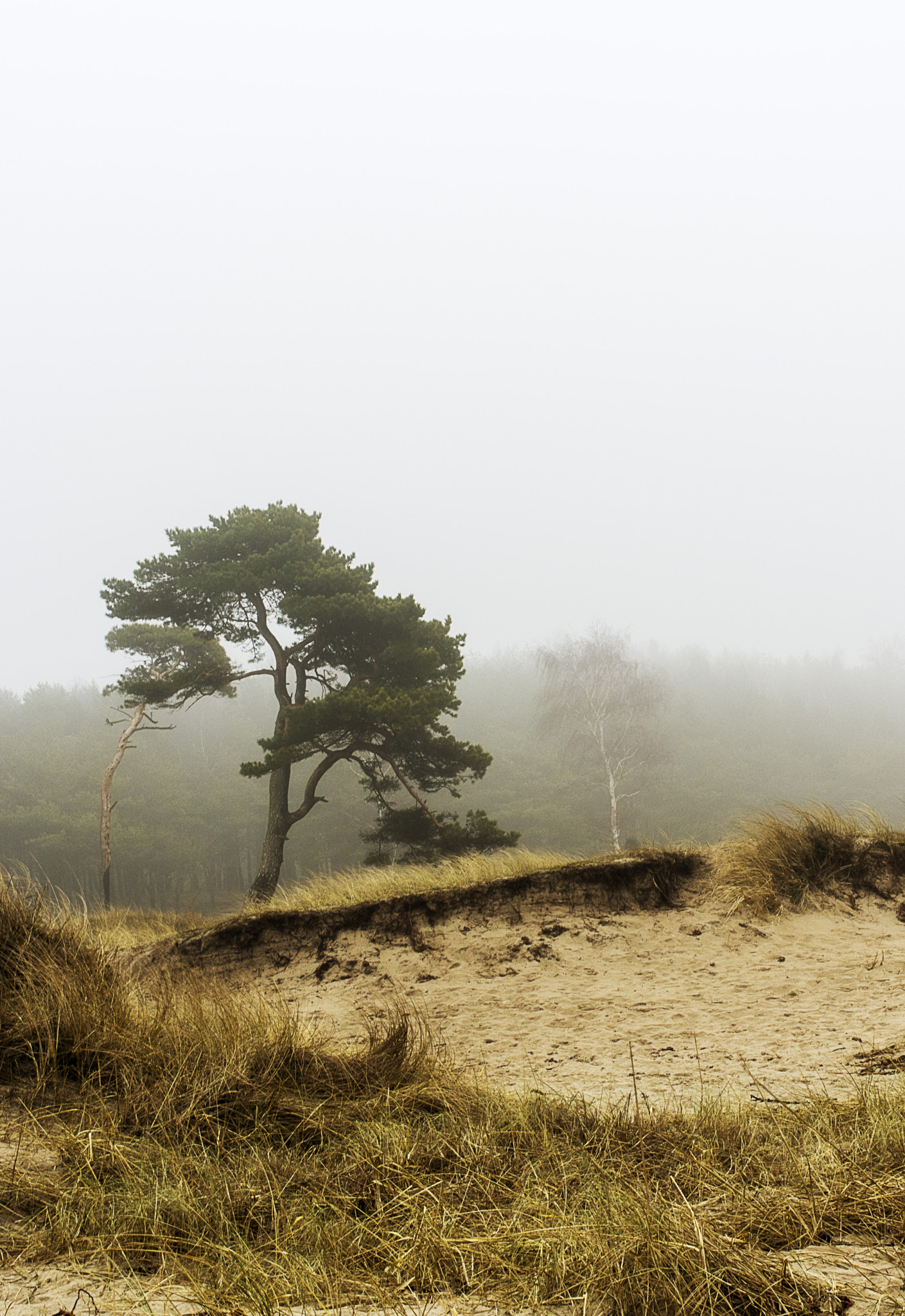 Pentax smc DA 35mm F2.4 AL sample photo. Beach tree photography