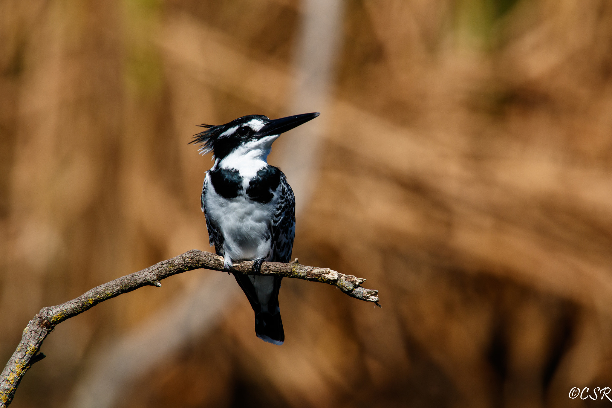 Canon EF 100-400mm F4.5-5.6L IS USM sample photo. Pied kingfisher photography