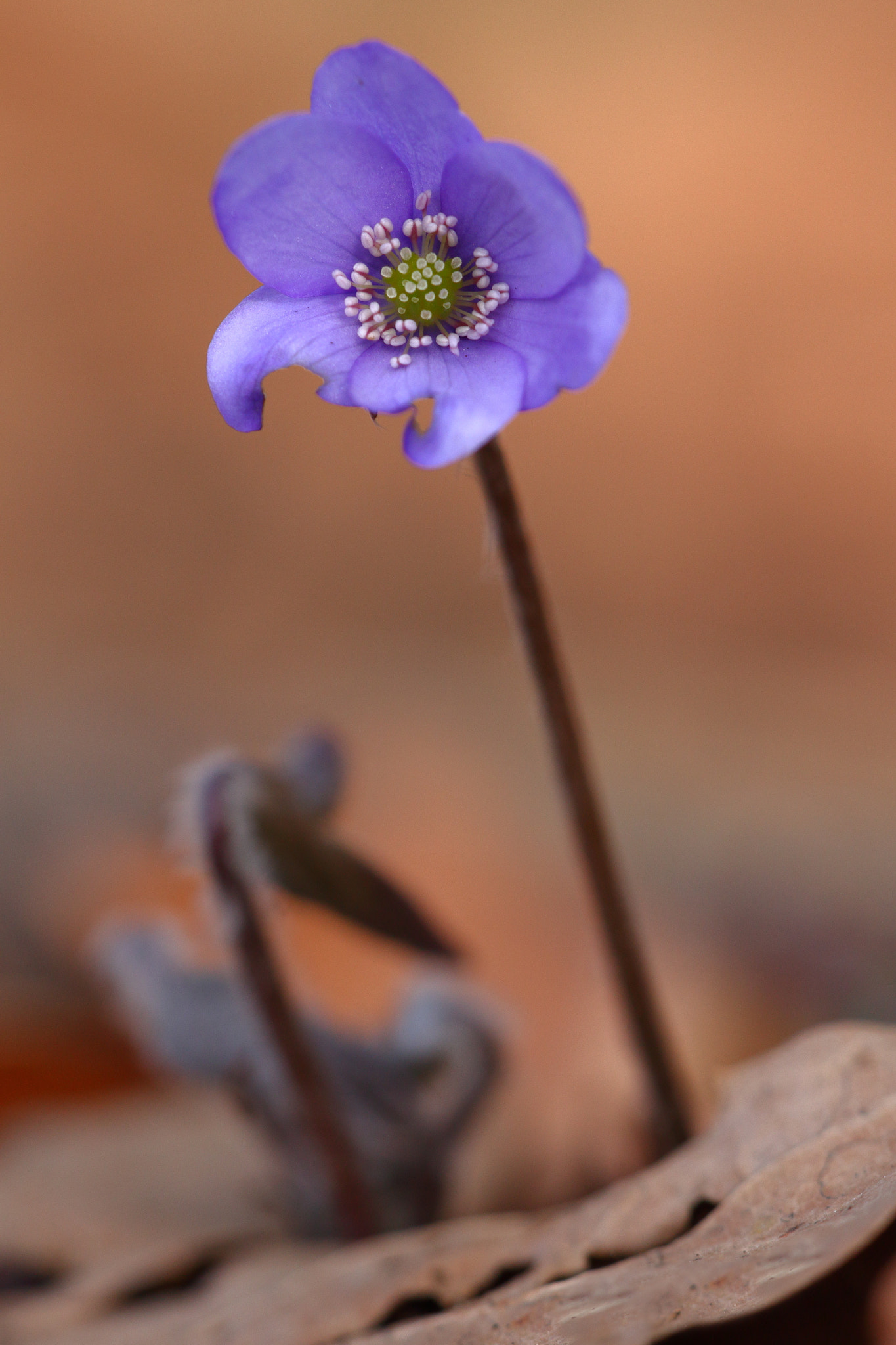 Sigma APO Macro 150mm f/2.8 EX DG HSM sample photo. Leberblümchen photography