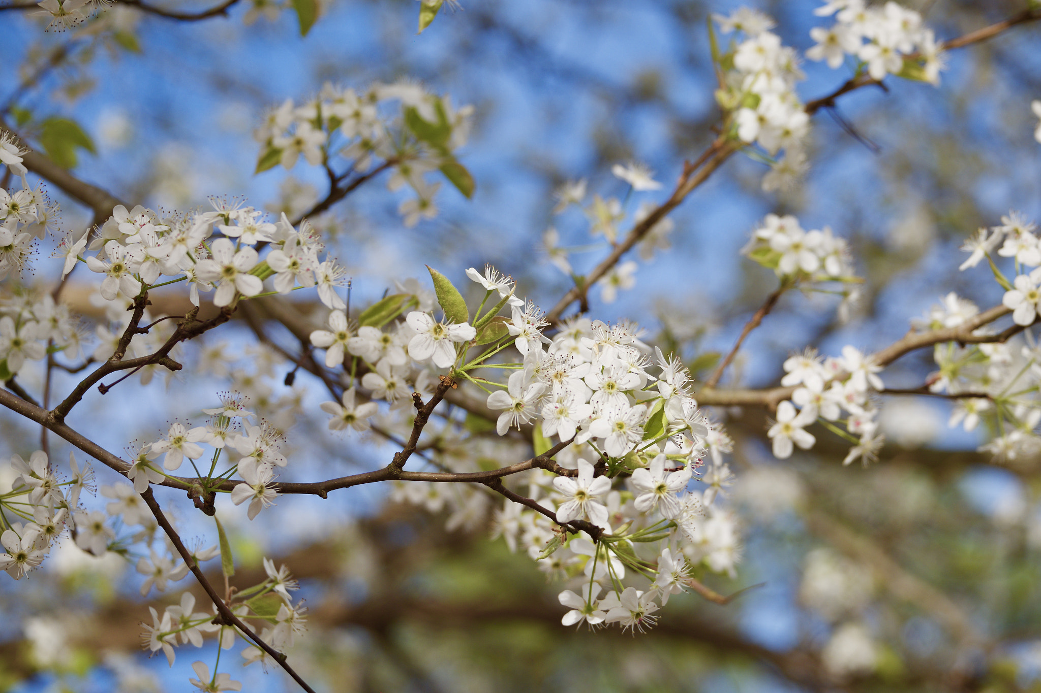 Fujifilm XF 55-200mm F3.5-4.8 R LM OIS sample photo. Welcome, sweet spring photography