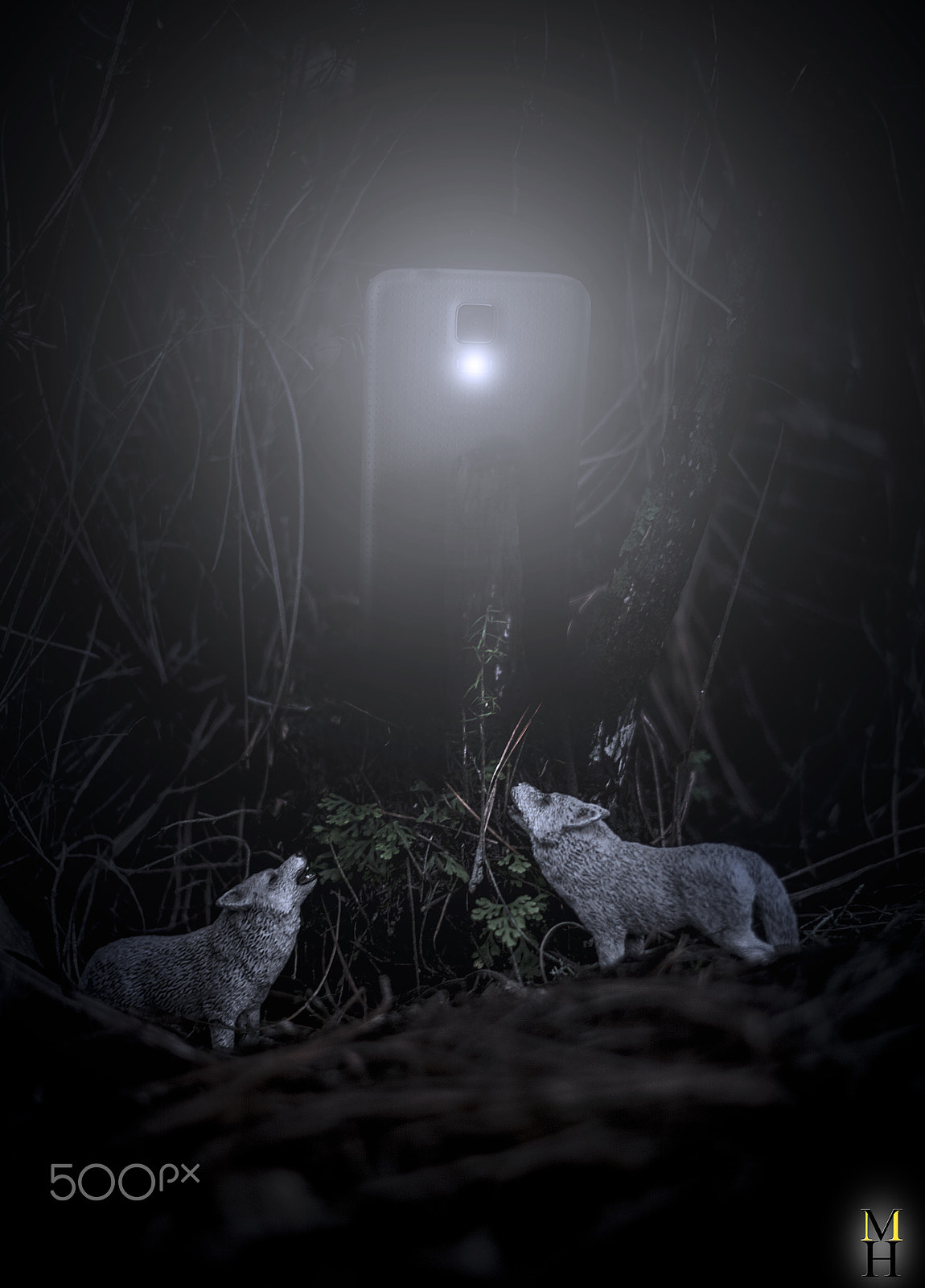 Nikon D7100 + Nikon AF-S Nikkor 50mm F1.4G sample photo. Wolfs under the light of my mobile photography