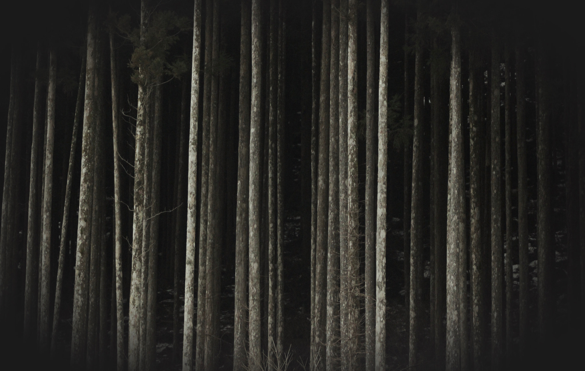 Canon EF 75-300mm f/4-5.6 USM sample photo. Forest  reach the sky photography
