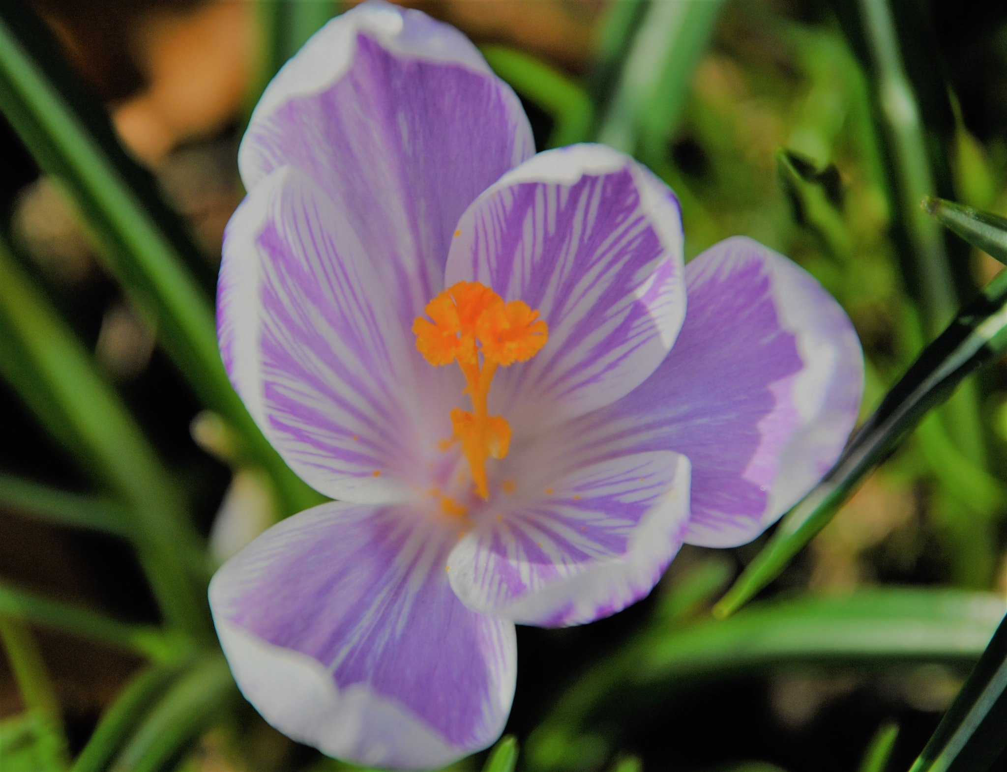 Nikon D3000 sample photo. Ein krokus photography
