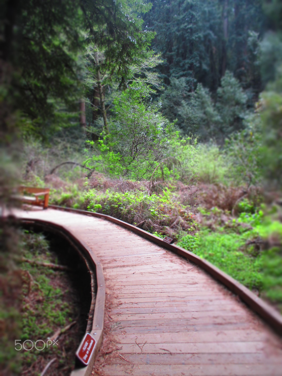 Canon PowerShot ELPH 130 IS (IXUS 140 / IXY 110F) sample photo. Pathway in forest photography