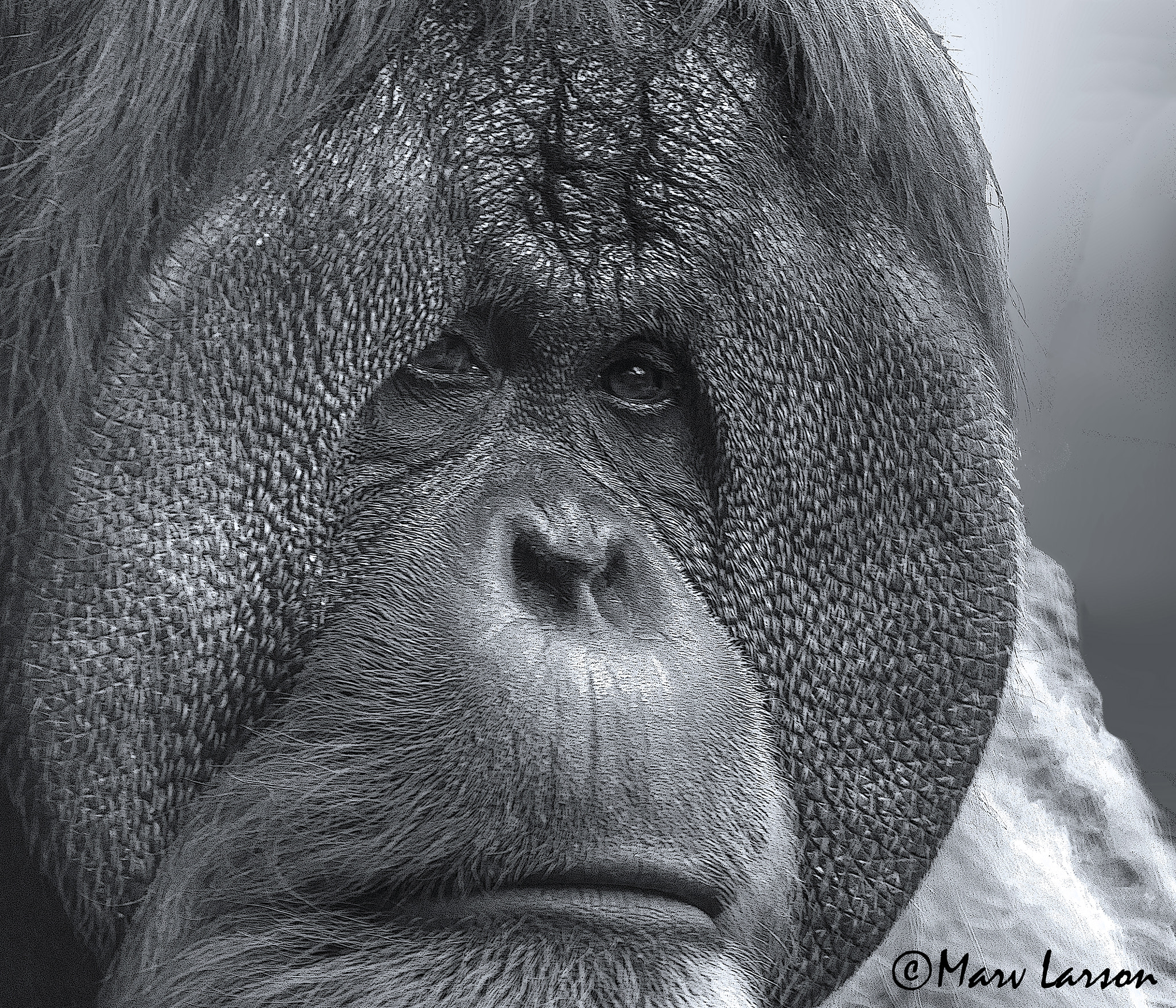 Canon EF 70-300mm F4-5.6L IS USM sample photo. Orangutan photography