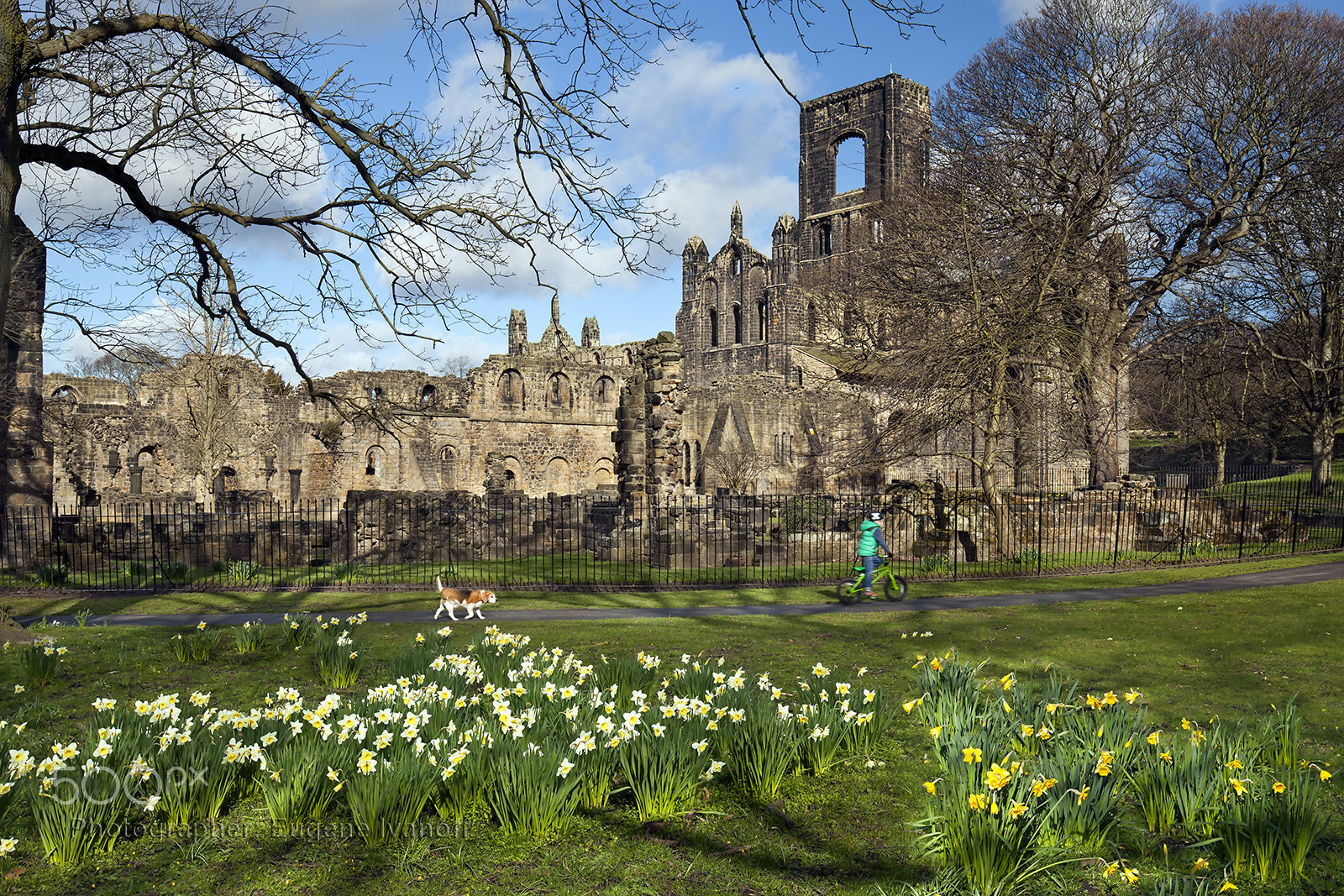 Canon EOS 5D Mark II + Canon EF 16-35mm F2.8L USM sample photo. Kirkstall abbey with narcissi and daffodils photography