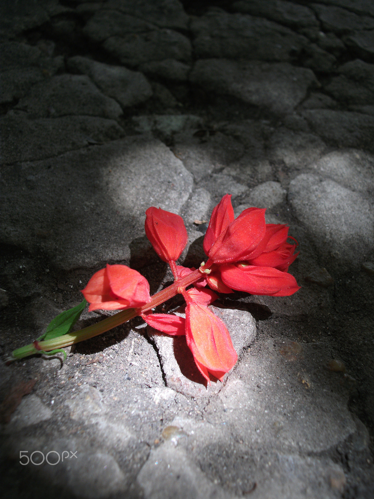 Fujifilm FinePix AV100 sample photo. Scarlet in the shadows photography