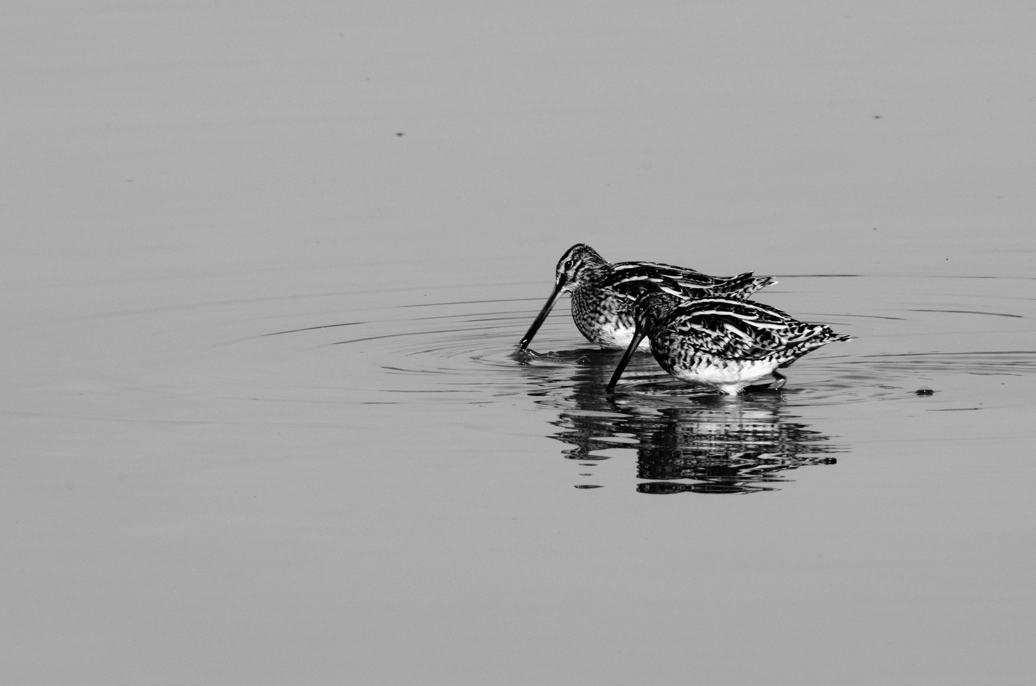 Sigma 150-500mm F5-6.3 DG OS HSM sample photo. Snipes photography