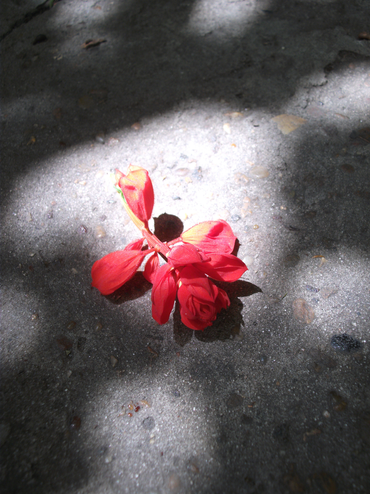 Fujifilm FinePix AV100 sample photo. Scarlet in the shadows photography