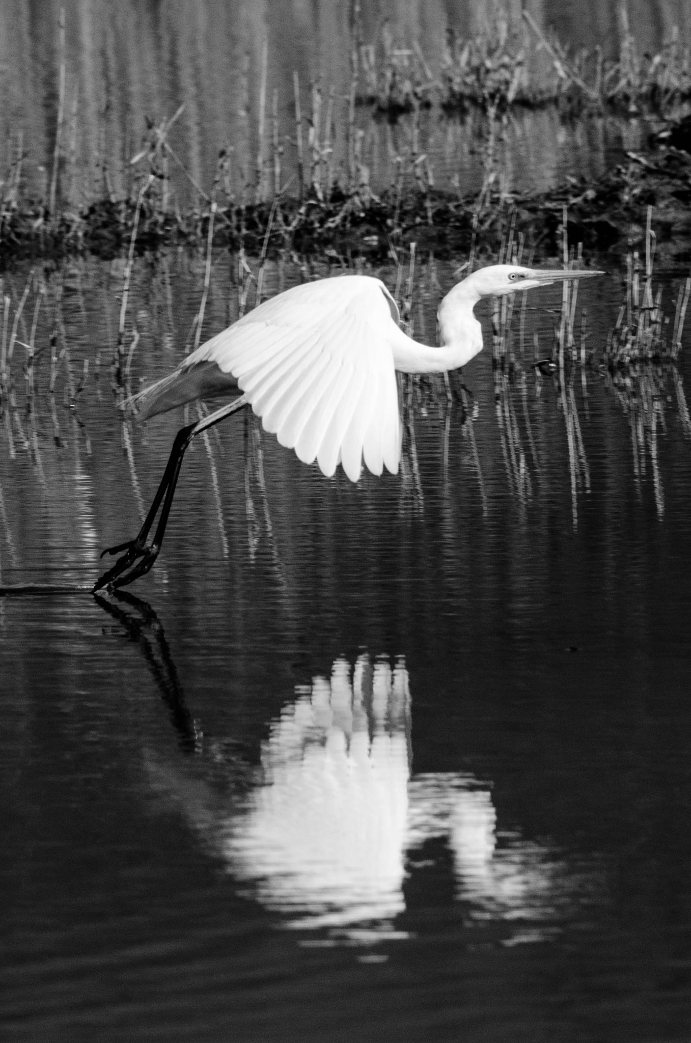 Sigma 150-500mm F5-6.3 DG OS HSM sample photo. Landing photography