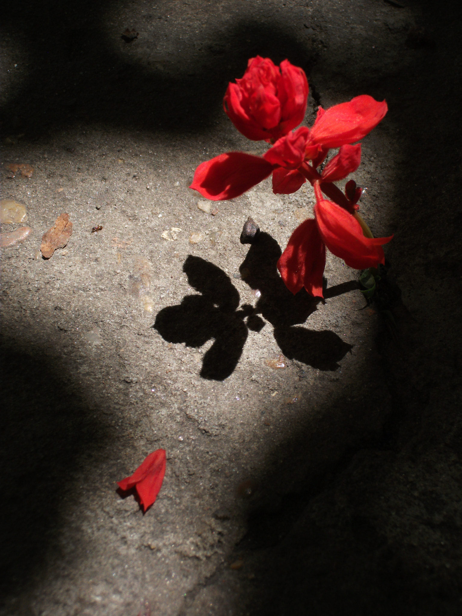 Fujifilm FinePix AV100 sample photo. Scarlet in the shadows photography