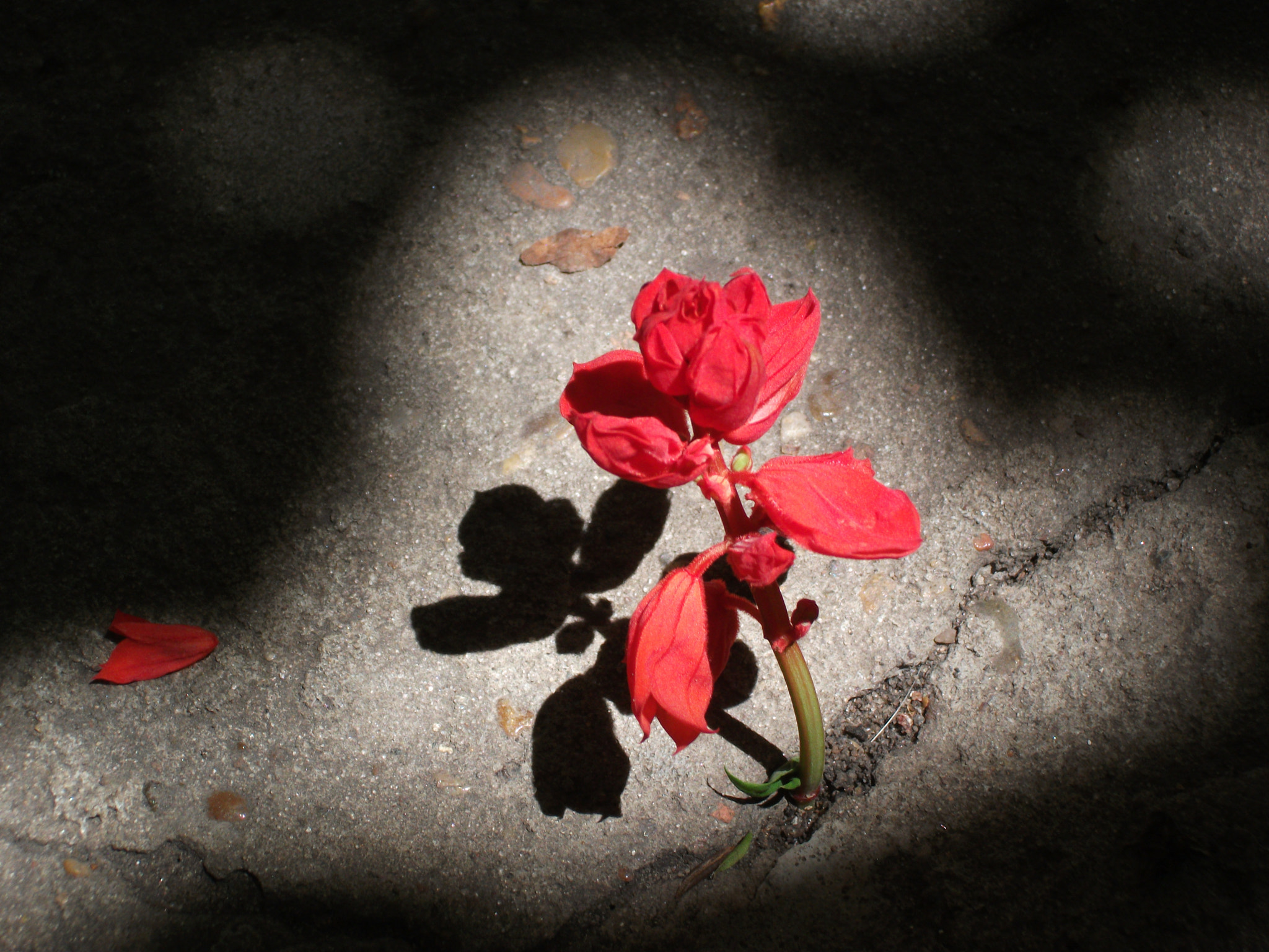 Fujifilm FinePix AV100 sample photo. Scarlet in the shadows photography