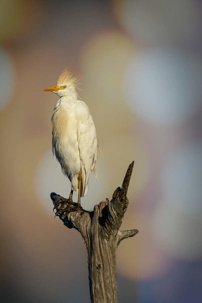 Nikon D810 sample photo. Portrait of a breeding adult male cattle egret photography