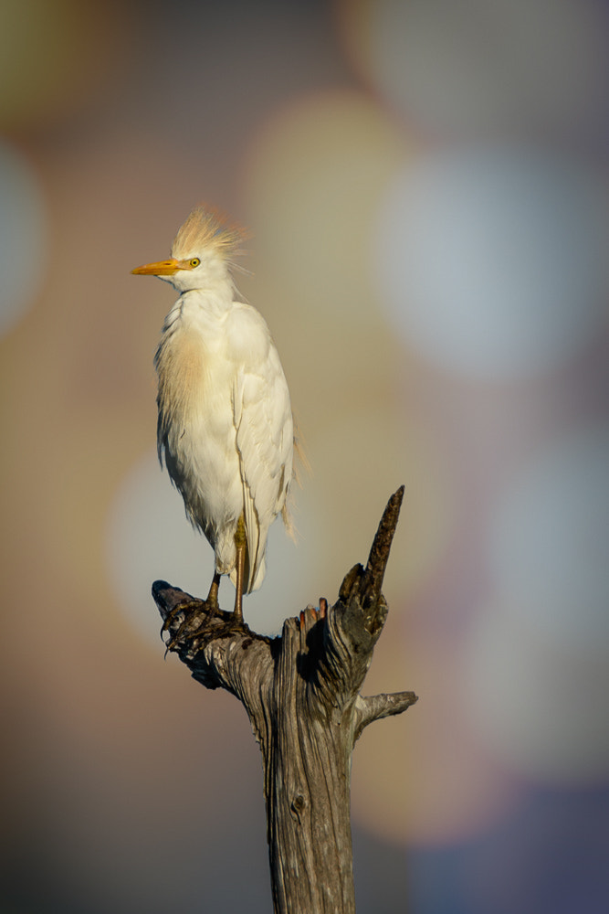 Nikon D810 + Sigma 50mm F2.8 EX DG Macro sample photo. Portrait of a breeding adult male cattle egret photography