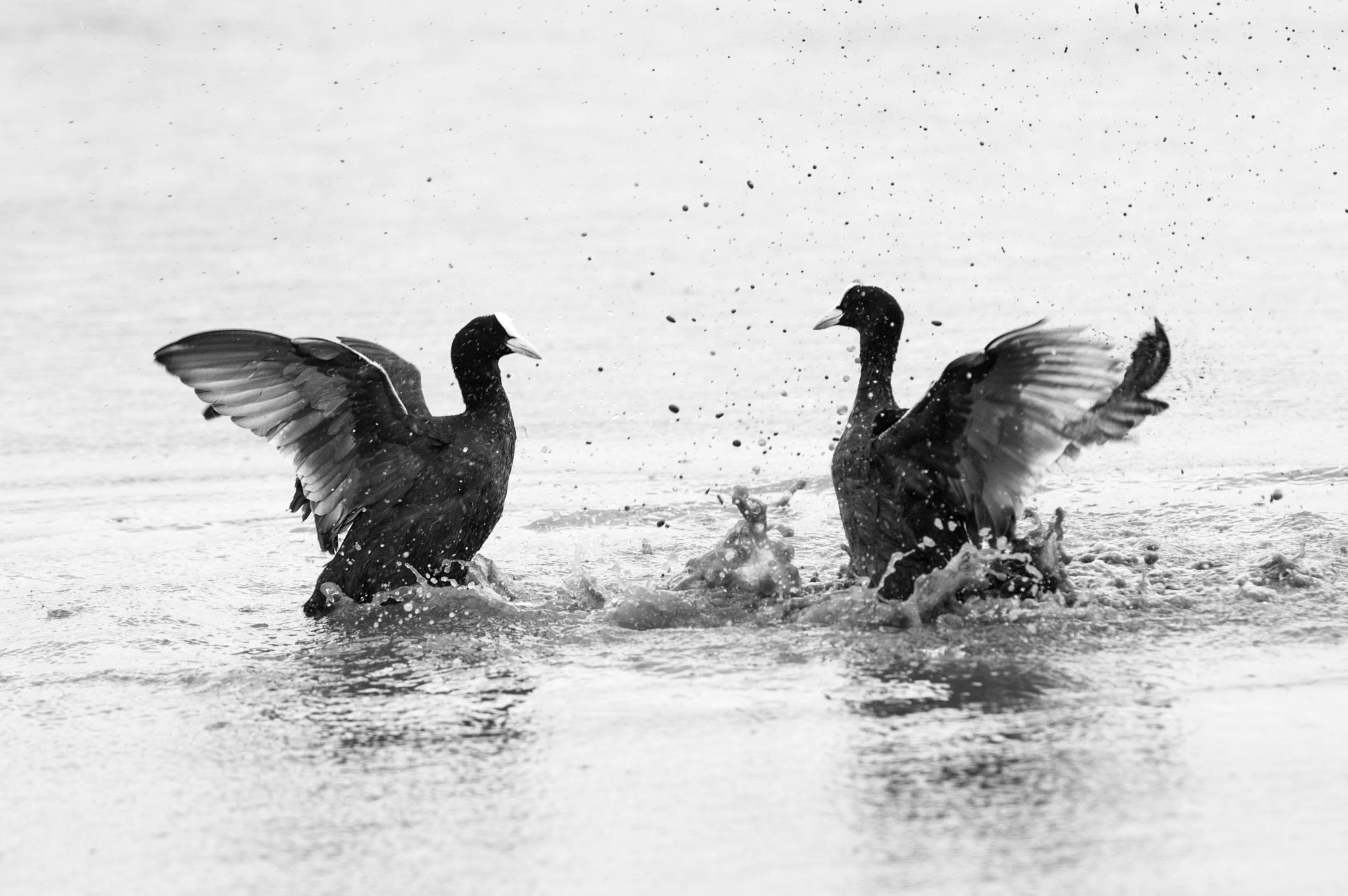 Nikon AF-S Nikkor 70-200mm F2.8G ED VR II sample photo. The fight photography
