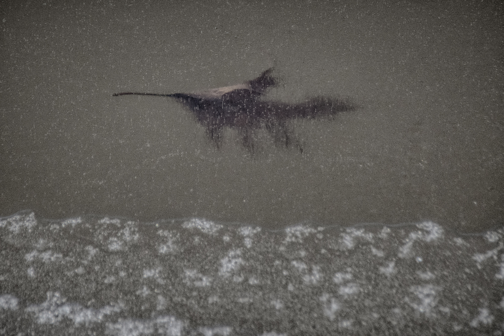 Sigma 18-250mm F3.5-6.3 DC Macro OS HSM sample photo. Frozen just below the surface photography
