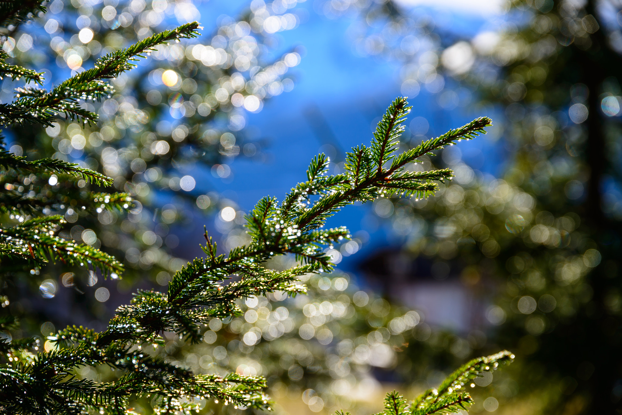 Nikon D800 sample photo. Water drops on the tree photography