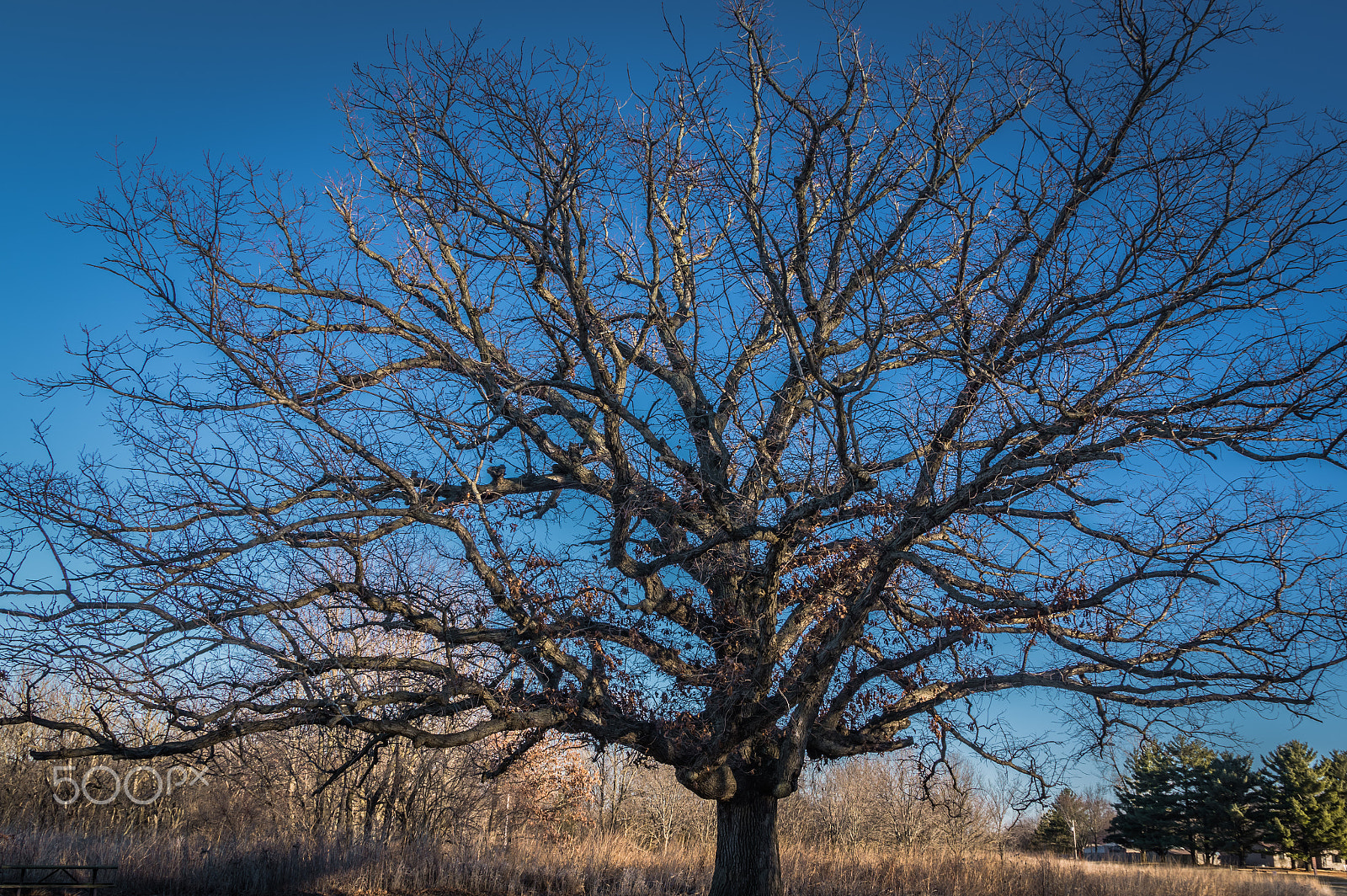 Pentax K-3 II sample photo. Endless branches photography